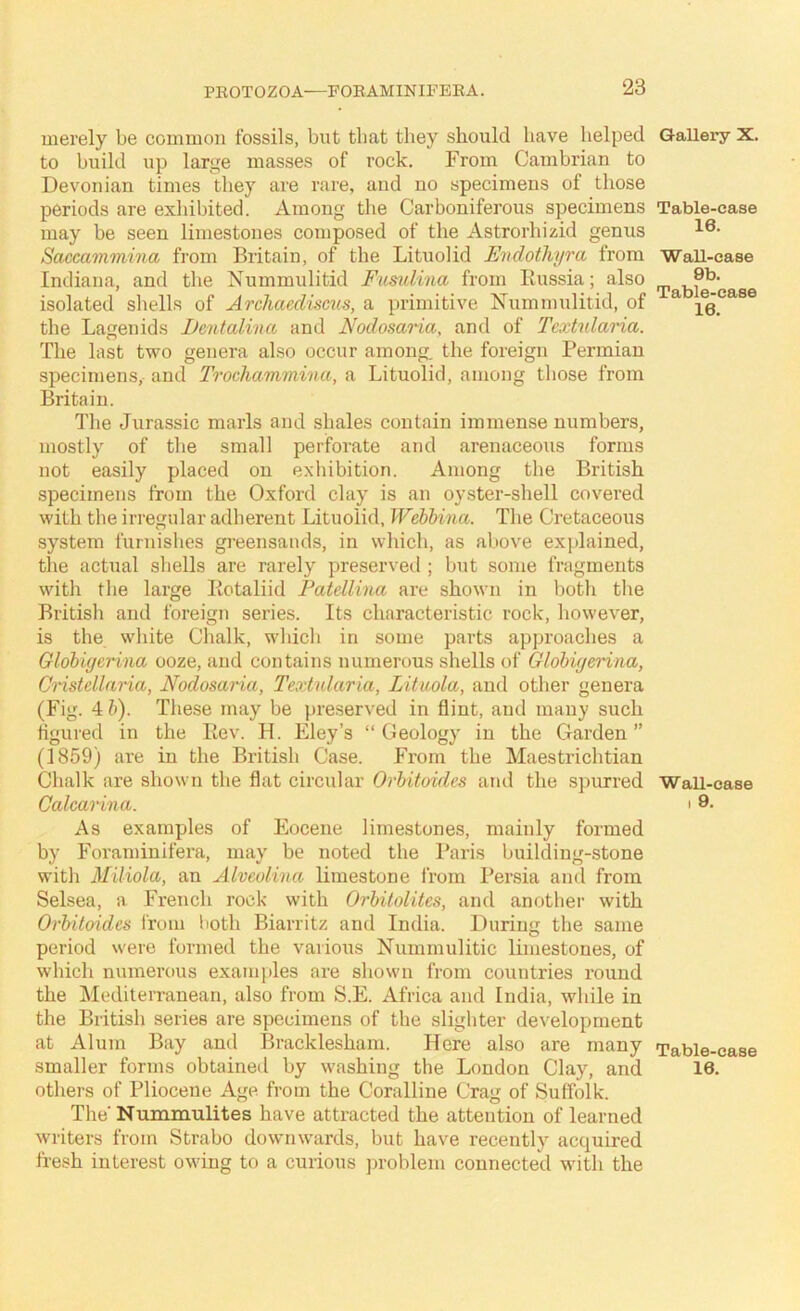 merely be common fossils, but that they should have helped to build up large masses of rock. From Cambrian to Devonian times they are rare, and no specimens of those periods are exhibited. Among the Carboniferous specimens may be seen limestones composed of the Astrorhizid genus Saccammina from Britain, of the Lituolid Endothyra from Indiana, and the Xummulitid Fusulina from Eussia; also isolated shells of Archaediscus, a primitive Nummulitid, of the Lagenids iJentalina and Nodosaria, and of Text%daria. The last two genera also occur among, the foreign Permian specimens, and Trochammina, a Lituolid, among those from Britain. The Jurassic marls and shales contain immense numbers, mostly of the small perforate and arenaceous forms not easily placed on exhibition. Among the British specimens from the Oxford clay is an oyster-shell covered with tlie irregular adherent Lituolid, Webbina. The Cretaceous system furnishes greensands, in which, as above explained, the actual shells are rarely preserved ; but some fragments with tlie large Kotaliid Patellina are shown in both the British and foreign series. Its characteristic rock, however, is the white Chalk, which in some parts approaches a Globiyerina ooze, and contains numerous shells of Glohiyerina, Cnstdlaria, Nodosaria, Textularia, Lituola, and other genera (Fig. 4 h). These may be preserved in flint, and many such figured in the Eev. H. Eley’s “ Geology in the Garden ” (1859) are in the British Case. From the Maestrichtian Chalk are shown the flat circular Orhitaides and the spurred Calcarina. As examples of Eocene limestones, mainly formed by Foraminifera, may be noted the Paris building-stone witli Miliola, an Alveolina limestone from Persia and from Selsea, a French rock with Orbitolites, and another with Orbitoides from both Biarritz and India. During the same period were formed the various Nummulitic limestones, of which numerous examples are shown from countries round the Mediterranean, also from S.E. Africa and India, while in the British series are specimens of the slighter development at Alum Bay and Bracklesham. Here also are many smaller forms obtained by washing the London Clay, and others of Pliocene Age from the Coralline Crag of Suffolk. The Nummulites have attracted the attention of learned writers from Strabo downwards, but have recently acquired fresh interest owing to a curious jn-oblem connected with the Gallery X. Table-case 16. Wall-case 9b. Table-case 16. Wall-case I 9. Table-case 16.