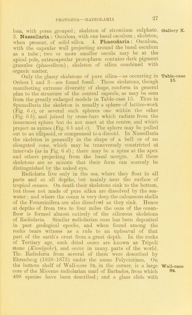 losa, with pores grouped; skeleton ot strontium sulphate. 3. Nassellaria : Osculosa, with one basal osculum ; skeleton, when present, of solid silica. 4. Phaeodaria: Osculosa, with the capsular wall projecting around the basal osculum as a tube; two or more smaller oscula may be at the apical pole, extracapsular protoplasm contains dark pigment granules (phaeodium); skeleton of silica combined with organic matter. Only the glassy skeletons of pure silica—as occurring in Orders 1 and 3—are found fossil. These skeletons, though manifesting extreme diversity of shape, conform in general plan to the structure of the central capsule, as may be seen from the greatly enlarged models in Table-case 15. Thus in Spumellaria the skeleton is usually a sphere of lattice-work (Fig. 6 c), or several such spheres one within the other (Fig. 6 b), and joined by cross-bars which radiate from the innermost sphere but do not meet at the centre, and which project as spines (Fig. 6 h and c). The sphere may be pulled out to an ellipsoid, or compressed to a discoid. In Nassellaria the skeleton is generally in the shape of a bell or of an elongated cone, which may be transversely constricted at intervals (as in Fig. 6 d); there may be a spine at the apex and others projecting from the basal margin. All these skeletons are so minute that their form can scarcely be distinguished by the naked eye. Radiolaria live only in the sea, where they float in all parts and at all depths, but mainly near the siirface of tropical oceans. On death their skeletons sink to the bottom, but those not made of pure silica are dissolved by the sea- water ; and where the ocean is very deep the calcareous shells of the Foraminifera are also dissolved as they sink. Hence at depths of from two to four miles the ooze of the ocean- floor is formed almost entirely of the siliceous skeletons of Radiolaria. Similar radiolarian ooze has been deposited in past geological epochs, and vvhen found among the rocks bears witness as a rule to an upheaval of that part of the earth’s crust from a great depth. In the rocks of Tertiary age, such dried oozes are known as Tripoli stone (Kieselguhr), and occur in many parts of the world. The Radiolaria from several of them were described by Ehrenberg (1838-1873) under the name Polycistines. On the bottom shelf of Wall-case 9b, in the corner, is a large core of the Miocene radiolarian marl of Barbados, from which 400 species have been described; and a glass slide with Gallery X. Table-case 15. Wall-case 9b.