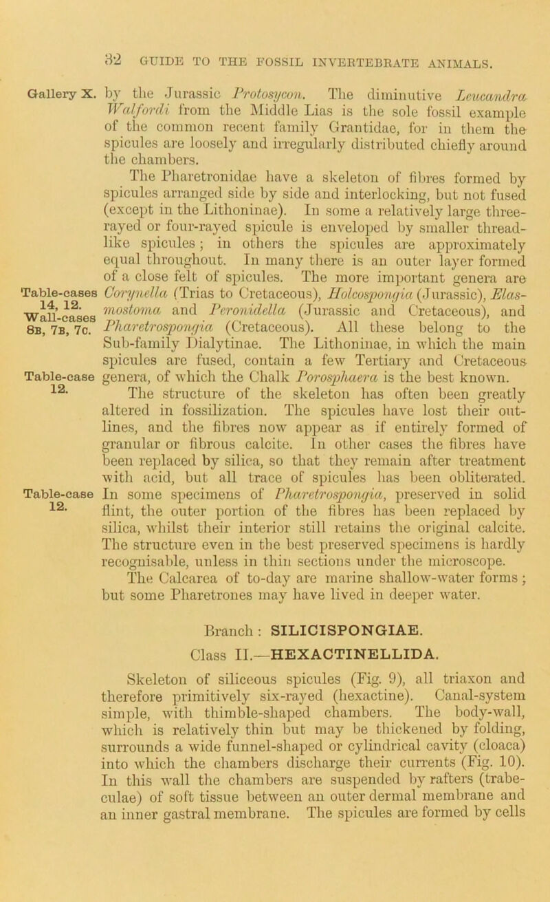 Gallery X. by the Jurassic Protosycon. The diminutive Lcucandra Walfordi from the jMiddle Lias is the sole fossil example of the common recent family Grantidae, for in them tlie spicules are loosely and irregularly distributed chiefly around the chambers. The Pharetronidac have a skeleton of fibres formed by spicules arranged side by side and interlocking, but not fused (except in the Lithoninae). In some a relatively large three- rayed or four-rayed spicule is enveloped by smaller thread- like spicules; in others the spicules are approximately equal throughout. In many there is an outer layer formed of a close felt of spicules. The more important genera are Table-cases Corynella (Trias to Cretaceous), (Jurassic), .£'/as- Wall-eases Peronidclla (Jurassic and Cretaceous), and 8b, 7b, 7o. Pharetrosponyia (Cretaceous). All these belong to the Sub-family Dialytinae. The Lithoninae, in which the main spicules are fused, contain a few Tertiary and Cretaceou.s Table-case genera, of which the Chalk Porosphaera is the best known. The structure of the skeleton has often been greatly altered in fossilization. The spicules have lost their out- lines, and the fibres now appear as if entirely formed of granular or fibrous calcite. In other cases the fibres have been replaced by silica, so that they remain after treatment with acid, but all trace of spicules has been obliterated. Table-case In some specimens of Pharetrosponyia, preserved in solid flint, the outer portion of the fibres has been replaced by silica, whilst their interior still retains the original calcite. The structure even in the best preserved specimens is hardly recognisable, unless in thin sections under the microscope. The Calcarea of to-day are marine shallow-water forms; but some Pharetrones may have lived in deeper water. Branch : SILICISPONGIAE. Class II.—HEXACTINELLIDA. Skeleton of siliceous spicules (Fig. 9), all triaxon and therefore primitively six-rayed (hexactine). Canal-system simple, with thimble-shaped chambers. The body-wall, which is relatively thin but may be thickened by folding, surrounds a wide funnel-shaped or cylindrical cavity (cloaca) into which the chambers discharge their cun’ents (Fig. 10). In this wall the chambers are suspended l.)y rafters (trabe- culae) of soft tissue between an outer dermal membrane and an inner gastral membrane. The spicules are formed by cells