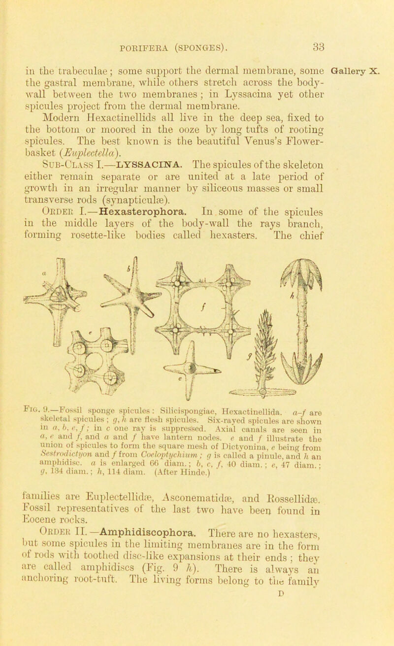 in the trabeculae ; some support the dermal membrane, some Gallery X. the gastral membrane, while others stretch across the body- wall between the two membranes; in Lyssacina yet other spicules project from the dermal membrane. JModern Hexactinellids all live in the deep sea, fixed to the bottom or moored in the ooze by long tufts of rooting spicules. The best known is the beautiful Venus’s Flower- basket {Euplcctdla). Sub-Class I.—lyssacina. The spicules of the skeleton either remain separate or are united at a late period of growth in an irregular manner by siliceous masses or small transverse rods (synapticulae). Ordeb I.—Hexasterophora. In some of the spicules in the middle layers of the body-wall the rays branch, forming rosette-like bodies called hexasters. The chief Fig. 'J.—Fossil sponge spicules : Silicispongiae, Hexactinellida. a-f are skeletal spicules ; g, h are Hesh spicules. Six-rayed spicules are shown in (1,1), I’, f; in c one ray is suppressed. Axial canals are seen in (I, (• and /, and a and / have lantern nodes, e and f illustrate the union of spicules to form the square mesh of Dict3'oniiia, c being from Sestrodictgon and / from Coeloptychimn ; g is called a pinule, and h an amphidisc. a is enlarged GO diam.; h, c, f, 40 diam.; c, 47 diam.; g, 1B4 diam.; h, 114 diam. (After Hinde.) iamilies are Euplectellidie, Asconematidai, and liossellidfc. fossil representatives of the last two have been found in Eocene rocks. Oruek II. —Anaphidiscophora. Tliere are no hexasters, ljut some spicules in the limiting membranes are in the form of rods with toothed disc-like expansions at tlieir ends ; they are caUed amphidiscs (Fig. 9 h). There is always an anchoring root-tuft. The living forms belong to the family D