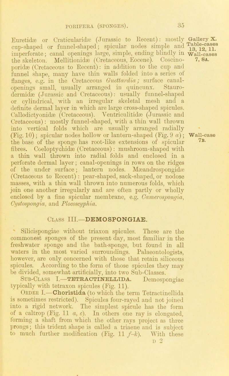 Euretidte or Craticularida3 (Jurassic to Eecent): mostly cup-shaped or funnel-shaped; spicular nodes simple and imperforate; canal openings large, simple, ending blindly in the skeleton. Mellitionidae (Cretaceous, Eocene). Coscino- poridfE (Cretaceous to Eecent): in addition to the cup and funnel shape, many have thin walls folded into a series ot flanges, e.g. in the Cretaceous Gucttardia; surface canal- openings small, usually arranged in quincunx. Stauro- dermidie (Jurassic and Cretaceous): usually funnel-shaped or cylindrical, with an irregular skeletal mesh and a definite dermal layer in which are large cross-shaped spicules, (kallodictyonidie (Cretaceous). Ventriculitidse (Jurassic and Cretaceous): mostly funnel-shaped, with a thin wall thrown into vertical folds which are usually arranged radially (Fig. 10); spicular nodes hollow or lantern-shaped (Fig. 9 a); the base of the sponge has root-lilve extensions of spicular fibres. Coeloptychidae (Cretaceous): mushroom-shaped with a thin wall thrown into radial folds and enclosed in a perforate dermal layer; canal-openings in rows on the ridges of the under surface; lantern nodes. MjeaiidrospongidcC (Cretaceous to Recent): pear-shaped, sack-shaped, or nodose masses, with a thin wall thrown into numerous folds, which join one another irregularly and are often partly or wholly enclosed by a fine spicular membrane, e.g. GamerospoTigia, Cystospongia, and Plocoscypliia. Class III.—DEMOSPONGIAE. ' SRicispongiae without triaxon spicules. These are the commonest sponges of the present day, most familiar in the freshwater sponge and the bath-sponge, but found in all waters in the most varied suiTOundings. Palaeontologists, however, are only concerned with those that retain siliceous spicules. According to the form of those spicules they may be divided, somewhat artificially, into two Sub-Classes. Sub-Class I.—tethactinelltda. Demospongiae typically with tetraxon spicules (Fig. 11). (9rder I.—Choristida (to which the term Tetractinellida is sometimes restricted). Spicules four-rayed and not joined into a rigid network. The simplest spicule has the form of a caltrop (Fig. 11 a, c). In others one ray is elongated, forming a shaft from which the other rays project as three prongs; this trident shape is called a triaene and is subject to much further modification (Fig. 11 f-k). With these D 2 Gallery X. Table-cases 13, 12, 11. Wall-cases 7, 8a. Wall-case