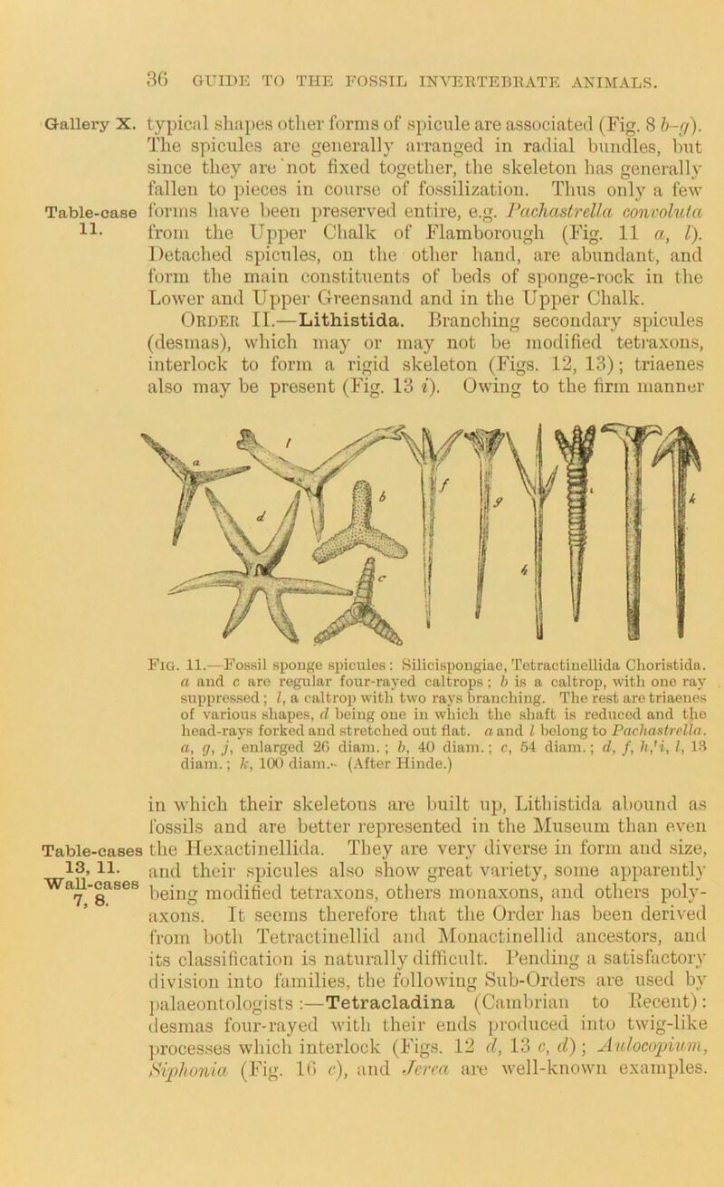 Gallery X. typical .shapes other forms of spicule are associated (Fig. 8 h-rj). The spicules are generally arranged in radial bundles, but since they are'not fixed together, the skeleton has generally fallen to pieces in course of fossilization. Thus only a few Table-case forms have been preserved entire, e.g. Pacliastrdia conmluta from the Upper Clialk of Flamborough (Fig. 11 a, 1). Detached spicules, on the other hand, are abundant, and form the main constituents of beds of sponge-rock in the Lower and Upper Greensand and in the Upper Chalk. Order II.—Lithistida. Branching secondary spicules (desmas), which may or may not be modified tet)‘axons, interlock to form a rigid skeleton (Figs. 12, 13); triaenes also may be present (Fig. 13 i). Owing to the firm manner Fig. 11.—Fos.sil sponge spicules: Silicisiiongiao, Tetractinellida Choristida. a and c are regular four-rayed caltrops; i is a caltrop, with one ray suppressed; I, a caltrop with two rays branching. The rest are triaenes of various shapes, d being one in which the shaft is reduced and the head-rays forked and stretched out flat, a and I belong to Pacha.itrella. a, g, j, enlarged 2fi diam.; b, 40 diam.; c, 54 diam.; d, /, h,H, I, l.S diani.; k, 100 diam.- (.After Hinde.) in which their skeletons are built up, Lithistida abound as Ibssils and are better represented in tlie Museum than even Table-cases the Hexactinellida. They are very diverse in form and size, 13,11. find their spicules also show great variety, some apparently Wall-cases pgjjig modified tetraxons, others inonaxons, and others poly- axons. It seems therefore that the Order has been derived from both Tetractinelliil and IMonactinellid ancestors, and its classification is naturally difficult, rending a satisfactory division into families, the following Sub-Orders are used by jialaeontologists :—Tetracladina (Cambrian to liecent): desmas four-rayed with their ends jiroduced into twig-like ])rocesses which interlock (Figs. 12 d, 13 c, d); Aidocopium, Ai2Jhonia (Fig. 10 e), and Jerca are well-known examples.