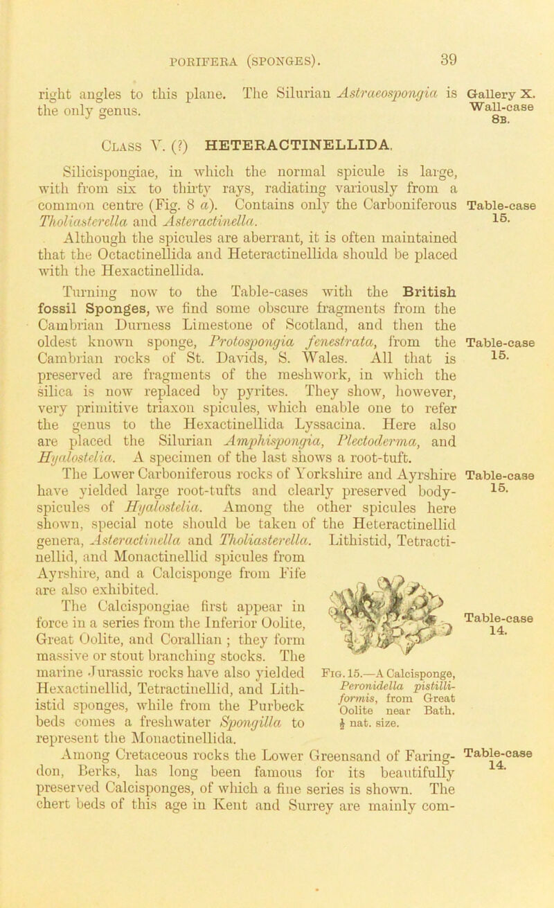 right angles to this plane. The Silurian Astraeospongia is the only genus. Class V. (?) HETERACTINELLIDA, Silicispongiae, in which the normal spicule is large, with from six to thiity rays, radiating variously from a common centre (Fig. 8 a). Contains only the Carboniferous Tholiaderdla and Asteractindla. Although the spicules are aberrant, it is often maintained that the Octactinellida and Heteractinellida should be placed with the Hexactinellida. Turning now to the Table-cases with the British fossil Sponges, we find some obscnre fragments from the Cambrian Durness Limestone of Scotland, and then the oldest known sponge, Protospongia fenestrata, from the Cambrian rocks of St. Da\dds, S. Wales. All that is preserved are fragments of the mesh work, in which the silica is now replaced by pyrites. They show, however, very primitive triaxon spicules, which enable one to refer the genus to the Hexactinellida Lyssacina. Here also are placed the Silurian Amphispongia, Plectoderma, and Hyalostdia. A specimen of the last shows a root-tuft. The Lower Carboniferous rocks of Yorkshire and Ayrshire have yielded large root-tufts and clearly preserved body- spicules of Hyalostdia. Among the other spicules here shown, special note should be taken of the Heteractinellid genera, Asteradindla and Tholiasterdla. Lithistid, Tetracti- nellid, and Monactinellid spicules from Ayrshire, and a Calcisponge from Fife are also exhibited. The Calcispongiae first appear in force in a series from tlie Inferior Oolite, Great Oolite, and Corallian ; they form ma.'^sive or stout branching stocks. The marine Jurassic rocks have also yielded Hexactinellid, Tetractinellid, and Lith- istid sponges, while from the Purbeck beds comes a freshwater Spongillo. to represent the IMonactinellida. Among Cretaceous rocks the Lower Greensand of Faring- don, Berks, has long been famous for its beautifully preserved Calcisponges, of which a fine series is shown. The chert beds of this age in Kent and Surrey are mainly com- Fig. 15.—A Calcisponge, Peronidella pistilli- formis, from Great Oolite near Bath. ^ nat. size. Gallery X. Wall-case 8b. Table-case 15. Table-case 15. Table-case 15. Table-case 14. Table-case 14.