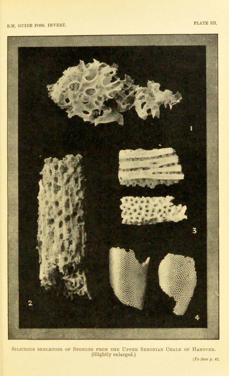 B.M. GUIDE FOSS. INVERT. SiLICF.OUS SKELETONS OP SPONGES FROM THE UPPER SeNONIAN ChALK OP HaNOVER. (Slightly enlarged.) [To face p. 42.