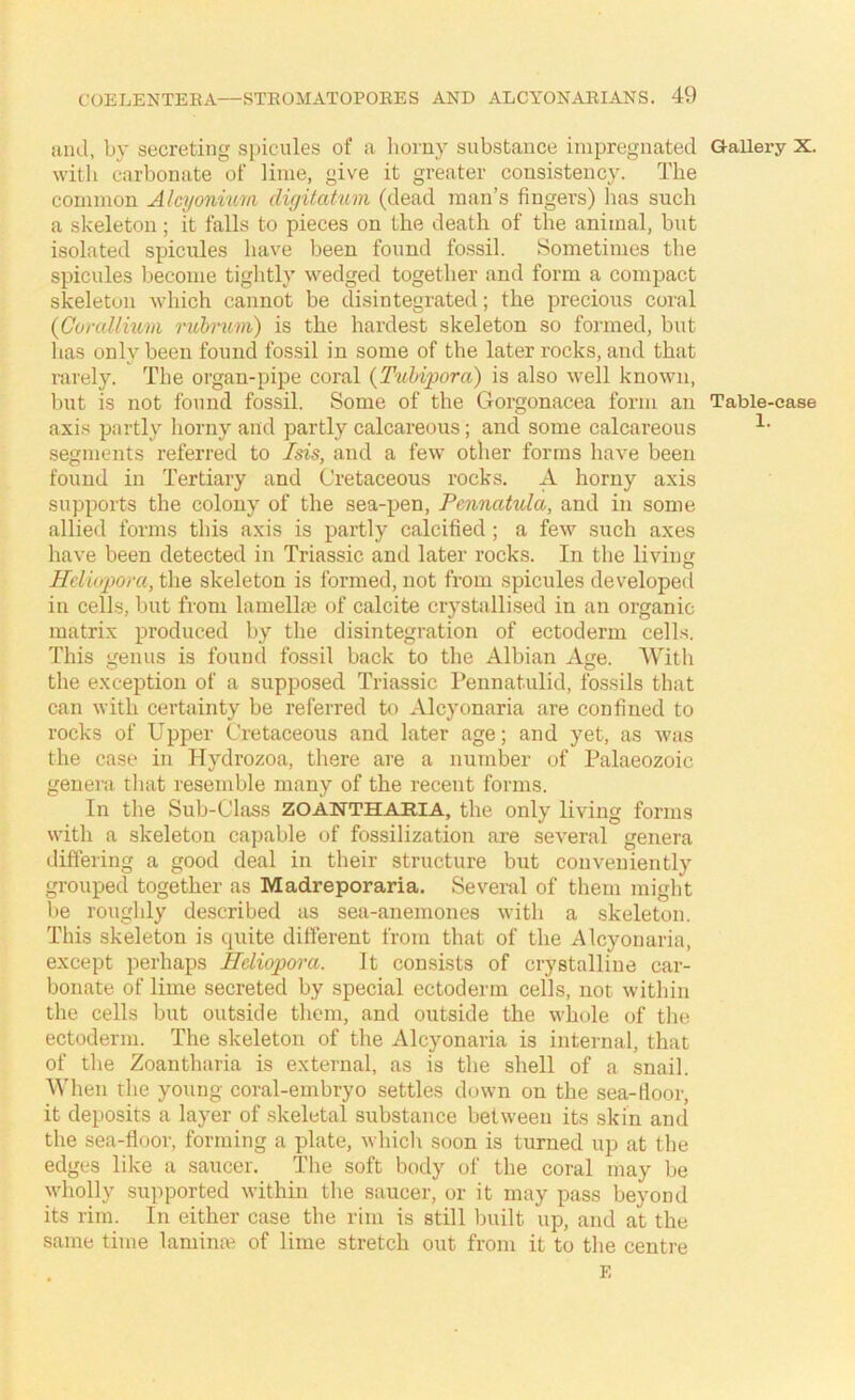 and, by secreting spicules of a horny substance impregnated Gallery X. with carbonate of lime, give it greater consistency. The common Alcyoniu-m diyitatum (dead man’s fingers) lias such a skeleton; it falls to pieces on the death of the animal, but isolated spicules have been found fossil. Sometimes the spicules become tightly wedged together and form a compact skeleton which cannot be disintegrated; the precious coral {Corallium rubrum) is the hardest skeleton so formed, but has only been found fossil in some of the later rocks, and that rarely. The organ-pipe coral (Tubqjora) is also well known, but is not found fossil. Some of the Gorgonacea form an Table-case axis partly liorny and partly calcareous; and some calcareous segments referred to Isis, and a few other forms have been found in Tertiary and Cretaceous rocks. A horny axis supports the colony of the sea-pen, Pennatula, and in some allied forms this axis is partly calcified; a few such axes have been detected in Triassic and later rocks. In the living Heliu'pom, the skeleton is formed, not from spicules developed in cells, but from lamella; of calcite crystalli,sed in an organic matrix produced by the disintegration of ectoderm cells. This genus is found fossil back to the Albian Age. With the exception of a supposed Triassic Pennatulid, fossils that can with certainty be referred to Alcyonaria are confined to rocks of Upper Cretaceous and later age; and yet, as was the case in Hydrozoa, there are a number of Palaeozoic genera that resemble many of the recent forms. In the Sub-Chiss ZOANTHARIA, the only living forms with a skeleton capable of fossilization are several genera differing a good deal in their structure but conveniently grouped together as Madreporaria. Several of them might be roughly described as sea-anemones with a skeleton. This skeleton is quite different from that of the Alcyonaria, except perhaps Heliopora. It consists of crystalline car- bonate of lime secreted by special ectoderm cells, not within the cells but outside them, and outside the whole of the ectoderm. The skeleton of the Alcyonaria is internal, that of the Zoantharia is external, as is the shell of a snail. When the young coral-embryo settles down on the sea-floor, it deposits a layer of skeletal substance between its skin and the sea-floor, forming a plate, which soon is turned up at the edges like a saucer. The soft body of the coral may be wholly supported within the saucer, or it may pass beyond its rim. In either case the rim is still built up, and at the same time lamime of lime stretch out from it to the centre