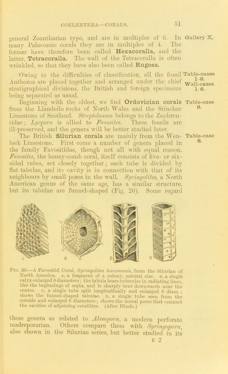 general Zoantliarian type, and are in multiples of (i. In Gallery X. many Palaeozoic corals they are in multiples of 4. The former have therefore been called Hexacoralla, and the latter, Tetracoralla. The wall of the Tetracoralla is often wrinkled, so tliat they have also been called Rugosa. Owinu: to the difficulties of classification, all the fossil Table-cases Anthozoa are placed togetlier and arranged under the chief ’^all-cases stratigrapineal divisions, the British and foreign specimens i 6. being separated as usual. Beffinning with the oldest, we find Ordovician corals Table-case from the Llandeilo rocks of Xortli ^^hlles and the Stinchar Limestone of Scotland. Strcptclasma belongs to the Zapliren- tidae; Lyopora is allied to Favosites. These fossils are ill-preserved, and the genera will be better studied later. The British Silurian corals are maiidy from the AYen- Table-case lock Limestone. First come a number of genera placed in the family Favositidae, though not all with equal reason. Favosites, the honey-comb coral, itself consists of five- or six- sided tubes, set closely together; each tube is divided by flat tabulae, and its cavity is in connection with that of its neighbours by small pores in the wall. Syrinyolites, a North American genus of the same age, has a similar structure, but its tabulae are funnel-shaped (Fig. 20). Some regard Fig. 20.—A Favositid Coral, Syringolites hiiroitensia, from the Silurian of North America, a, a fragment of a colony, natural size, b, a single calyx enlarged 8 diameters; the tabula bears tubercles in radiating lines, like the beginnings of .septa, and is sharply bent downwards near the centre, c, a single tube split longitudinally and enlarged 0 diara.; shows the funnel-shaped tabulae, d, a single tube seen from the outside and enlarged 6 diameters ; shows the mural pores that connect the cavities of adjoining corallites. (After Hinde.) these genera as related to Alveopora, a modern perforate madreporarian. Others compare them with SyTinf/opova, also shown in the Silurian series, but better studied in its