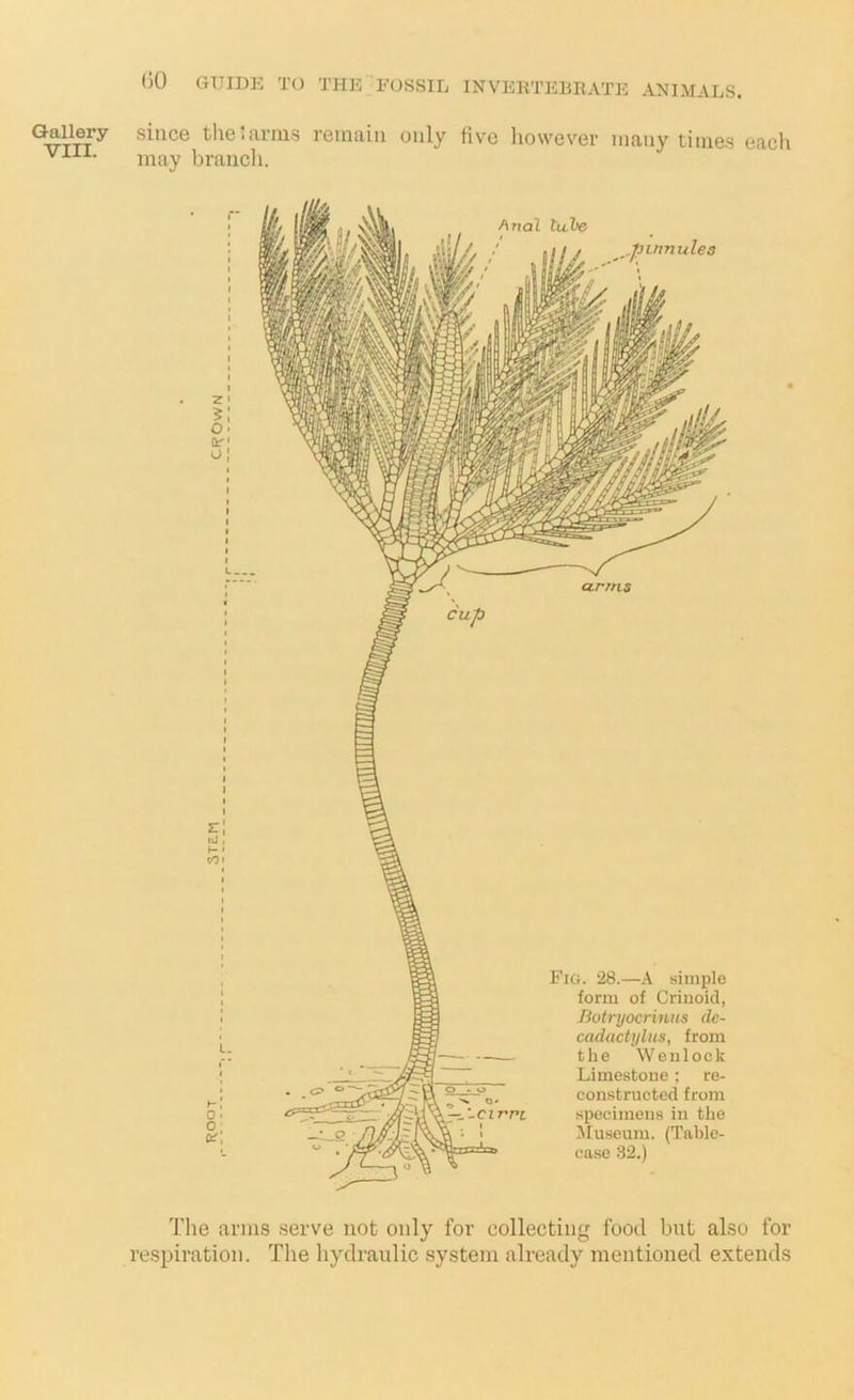 VIII. ()0 GUIDE TO THE-FOSSIL INVEKTEBEATE ANIMALS. since the'arms remain only live liowever many times eacli may branch. Anal lithe ^ .pinnules Pig. 28.—A simple form of Criuoid, Jiotryocrinus dc- cadactylus, from the W e n 10 0 k Limestone; re- constructed from -Cirri specimens in the ' Museum. (Table- case 32.) . C? o The arms serve not only for collecting food but also for respiration. The hydraulic system already mentioned extends