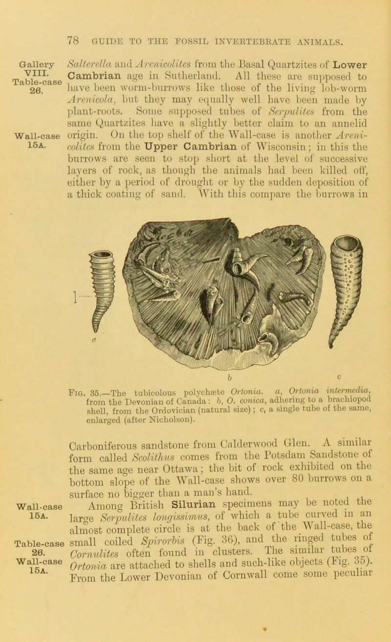 Gallery VIII. Table-case 26. Wall-case 15 A. SaUcrdla and Arenicolites Irom the Ba.sal Quartzites of Lower Cambrian age in Sutherland. All these are .su])posed to liave been wonn-hurrows like those of the living lob-worm Arcnicola, but they may e([ually well have been made by })lant-ro(jts. Some supposed tubes of Serp^ilites from the same Quartzites have a slightly better claim to an annelid origin. On the top shelf of the Wall-case is another Areni- colites from the Upper Cambrian of Wisconsin ; in this the burrows are seen to stop short at tlie level of successive layers of rock, as though the animals had been killed off, either by a period of drought or by tlie sudden deposition of a thick coating of sand. With this compare the burrows in b c Fig. 35.—The tubicolous polychsete Ortonia. a, Ortoiiin intcrvwdia, from the Devonian of Canada : b, 0. conica, adhering to a hrachiopod shell, from the Ordovician (natural size); c, a single tube of the same, enlarged (after Nicholson). Wall-case 15A. Table-case 26. Wall-case 15 a. Carboniferous sandstone from Calderwood Glen. A similar form called Seolithus comes from the Totsdam Sandstone of the same age near Ottawa; the bit of rock exhibited on the bottom slope of the Wall-case shows over 80 burrows on a surface no bigger than a man’s hand. Among British Silurian specimens may be noted the lare'e Serpulites longisshnus, ot which a tube cur^ed in an almost complete circle is at the back of the W all-case, the small coiled SpirorUs (Fig. 3G), and the ringed tubes of Cornulites often found in clusters. The similar tiibes ot Ortonia are attached to shells and such-like objects (hig. From the Lower Devonian of Cornwall come some peculiar