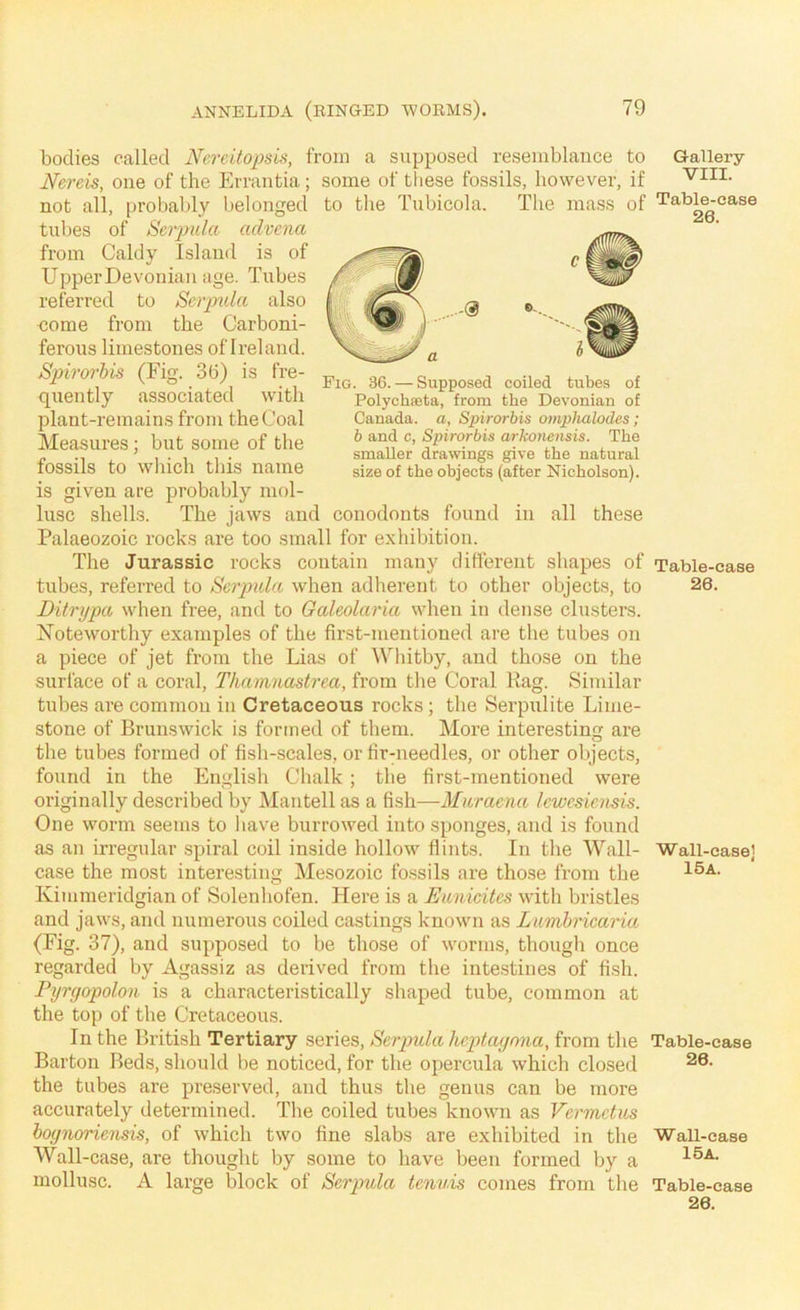 -0 Fig. 36. — Supposed Polychseta, from coiled tubes of the Devonian of Canada, a, Spirorbis omphalodes; b and c, Spirorbis arkomnsis. The smaller drawings give the natural size of the objects (after Nicholson). bodies called Nereitopsis, from a supposed resemblance to Nereis, one of the Errantia; some of these fossils, however, if not all, probably belonged to the Tubicola. The mass of tubes of Serpula advena from Caldy Island is of Upper Devonian age. Tubes referred to Serpula also eome from the Carboni- ferous limestones of Ireland. Spirai'bis (Fig. 36) is fre- quently associated with plant-remains from the Coal Measures ; but some of the fossils to which this name is given are probably mol- lusc shells. The jaws and conodonts found in all these Palaeozoic rocks are too small for exhibition. The Jurassic rocks contain many different shapes of tubes, referred to Serpula when adherent to other objects, to Ditrypa when free, and to Galeolaria when in dense clusters. Noteworthy examples of the first-mentioned are the tubes on a piece of jet from the Lias of Whitby, and those on the surface of a coral, Thamnastrea, from the Coral Rag. Similar tubes are common in Cretaceous rocks ; the Serpulite Lime- stone of Brunswick is formed of them. More interesting are the tubes formed of fish-scales, or firuieedles, or other objects, found in the English Chalk; the first-mentioned were originally described by Mantell as a fish—Muraena Icwesicnsis. One worm seems to have burrowed into sponges, and is found as an irregular spiral coil inside hollow flints. In the Wall- case the most interesting Mesozoic fossils are those from the Kimmeridgian of Solenhofen. Here is a Ewnicites with bristles and jaws, and numerous coiled castings known as Lumbricaria (Fig. 37), and supposed to be those of worms, though once regarded by Agassiz as derived from the intestines of fish. Pijrgopolon is a characteristically shaped tube, common at the top of the Cretaceous. In the British Tertiary series, Serpula Iwptaynna, from tlie Barton Beds, should be noticed, for the opercula which closed the tubes are preserved, and thus the genus can be more accurately determined. The coiled tubes known as Vermetus hognoriensis, of which two fine slabs are exhibited in the Wall-case, are thought by some to have been formed by a mollusc. A large block of Serpula tenuis comes from the Gallery VIII. Table-case 26. Table-case 26. Wall-case] 15a. Table-case 26. Wall-case 15a. Table-case 26.