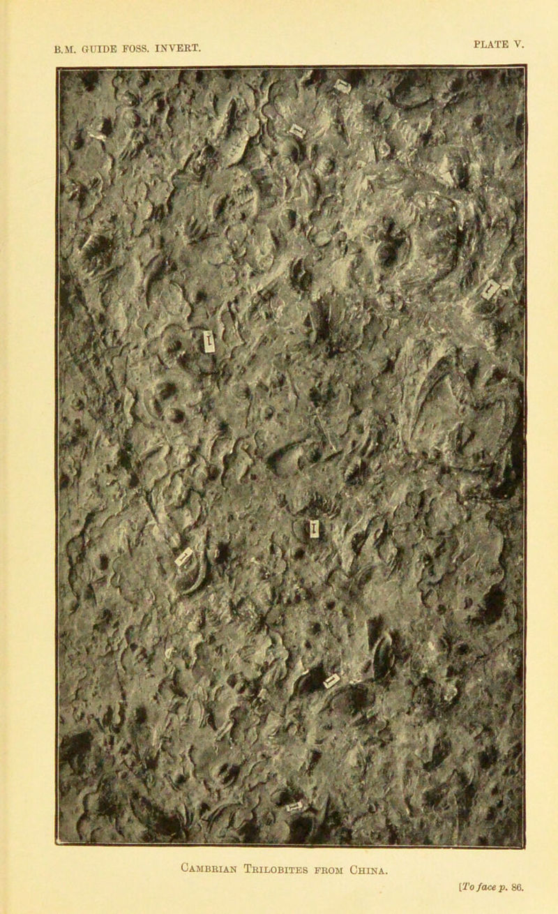 B..M. GUIDE FOSS. INVERT. PLATE V. Cambrian Tuilobites from China. [To face p. 86.