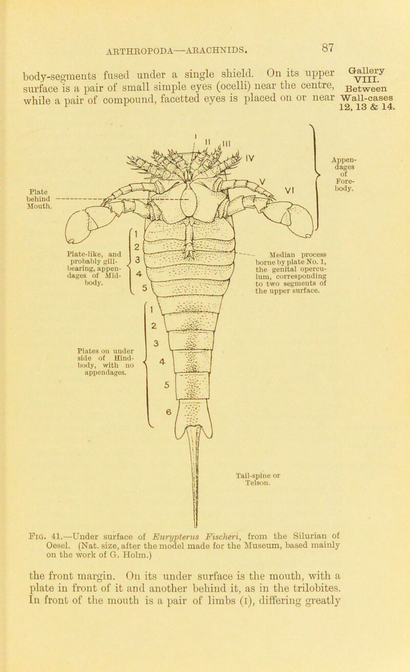 body-segments fused under a single shield. On its upper surface is a pair of small simple eyes (ocelli) near the centre, Between while a nair of compound, facetted eyes is placed on or near Wall-cases the front margin. On its under surface is the mouth, with a plate in front of it and another behind it, as in the trilobites. In front of tlie month is a pair of limbs (i), differing gi'eatly