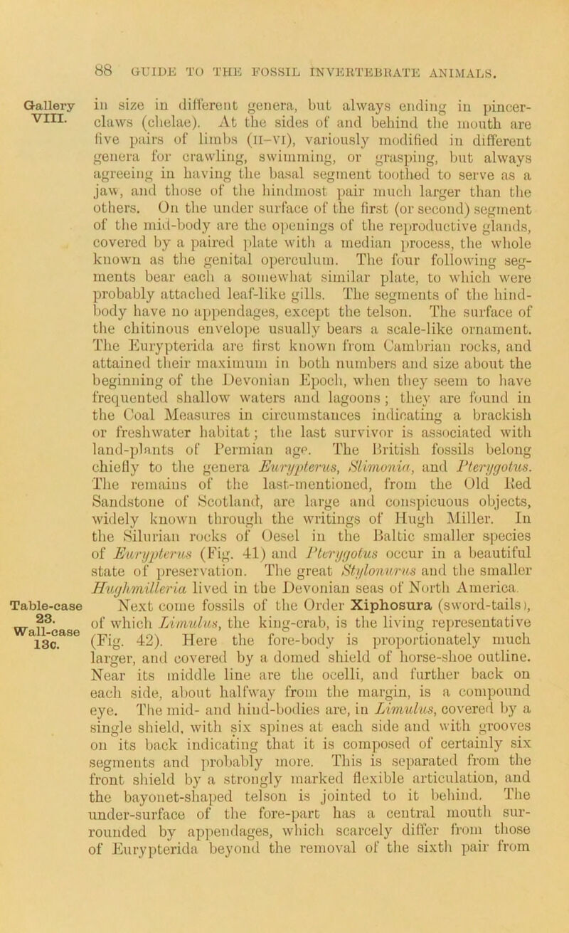 Gallery VIII. Table-case 23. Wall-case 13c. ill size in diil'ereiit genera, but always ending in pincer- claws (chelae). At the sides of and behind the mouth are five pairs of limbs (n-vi), variously modified in different genera for crawling, swimming, or grasping, but always agreeing in having the ba.sal segment toothed to serve as a jaw, and those of tlie liindmost pair much larger than the others. On the under surface of the first (or second) segment of the mid-body are the openings of the reproductive glands, covered by a paired plate with a median process, the whole known as the genital operculum. Tlie four following seg- ments bear each a soniewliat similar plate, to w'hich w'ere probably attached leaf-like gills. The segments of the hind- body have no appendages, except the telson. The surface of tlie chitinous envelo]>e usually bears a scale-like ornament. Tlie Eurypterida are first knowm from Cambrian rocks, and attained their maximum in both numbers and size about the beginning of the Devonian Epoch, wdien they seem to have frequented shallow^ waters and lagoons; they are found in the Coal Measures in circumstances indicating a brackish or freslnvater habitat; the last survivor is associated wdth land-plants of Permian age. The Pritish fossils belong chiefly to the genera EniYptems, Slimonia, and Flerygotus. The remains of the last-mentioned, from the Old Ked Sandstone of Scotland, are large and conspicuous objects, widely knowm through the writings of Hugh IMiller. In the Silurian rocks of Oesel in the Baltic smaller species of Euryptcriis (Fig. 41) and Ptcryyotus occur in a beautiful state of preservation. The great Stylonurns and the smaller Huyhmilleria lived in the Devonian seas of North America. Next come fossils of the Order Xiphosura (sword-tails i, of which Litmdm, the king-crab, is the living representative (Fig. 42). Here the fore-body is pro])ortionately much larger, and covered by a domed shield of horse-shoe outline. Near its middle line are the ocelli, and further back on oacli side, aljout halfway from tlie margin, is a compound eye. The mid- and hind-bodies are, in Limulus, covered liy a single shield, with six spines at each side and with grooves on its back indicating that it is composed of certainly six segments and jirobably more. This is separated from the front shield by a strongly marked flexible articulation, and the bayonet-shaped telson is jointed to it behind. The under-surface of the fore-part has a central mouth sur- rounded by appendages, which scarcely differ from those of Eurypterida beyond the removal of the sixth pair from