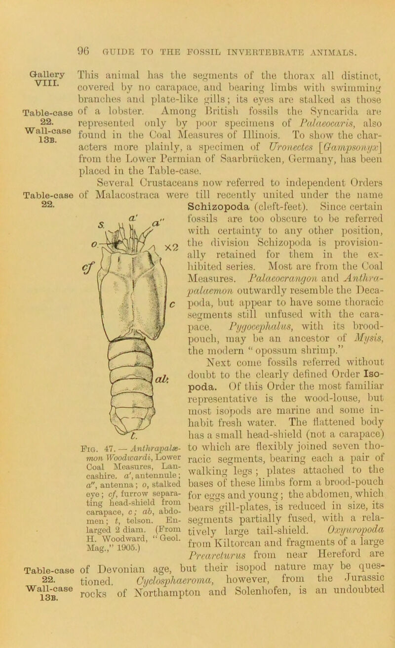 Qallery VIII. Table-case 22. Wall-case 13b. Table-case 22. Table-case 22. Wall-case 13b. This auiiual has the segments of the thorax all distinct, covered by no carapace, and hearing limbs with swimming branches and plate-like gills; its eyes are stalked as those of a lobster. Among British fossils the Syncarida are represented only by poor specimens of Palaeocaris, also found in the Coal Measures of Illinois. To show the char- acters more plainl}^ a specimen of Uronectes [Gampsoibi/x] from the Lower Permian of Saarbriicken, Germany, lias been placed in the Table-case. Several Crustaceans now referred to independent Orders of Malacostraca were till recently united under the name Schizopoda (cleft-feet). Since certain fossils are too obscure to be referred with certainty to any other position, the division Schizopoda is provision- ally retained for them in the ex- bibited series. Most are from the Coal Measures. Falacocrangon and Anthra- palacmon outwardly resemble the Deca- poda, but appear to have some thoracic segments still unfused with the cara- pace. Fygoceplialus, witli its brood- pouch, may be an ancestor of Mysis, the modern “ opossum shrimp.” Next come fossils referred without doubt to the clearly defined Order Iso- poda. Of this Order the most familiar representative is the wood-louse, but most isopods are marine and some in- habit fresh water. The flattened body has a small head-shield (not a carapace) Fig. 47. — Anthrapalx- to which are flexibly joined seven tho- 7non Woodwardi, Lower pacic segments, bearing each a pair of ''“Ikiiig legs; plates attaolied to tl.e a, antenna; o, stalked bases of these limbs form a brood-pouch eye; cf, furrow separa- f^j. e,r,Tg and young; the abdomen, which JXfct’efal'! bearrgill-plates is veduoed in site, its men; t, teison. En- segments partially fused, with a rela- larged 2 diam. (From tively large tail-shield. Oxyuropoda Kiltorcan and fragments of a large Prcarclurus from near Hereford are of Devonian age, but their isopod nature may be (]^ues- tioned. Cyclosphaeronia, however, from the Jurassic rocks of Northampton and Solenhofen, is an undoubted