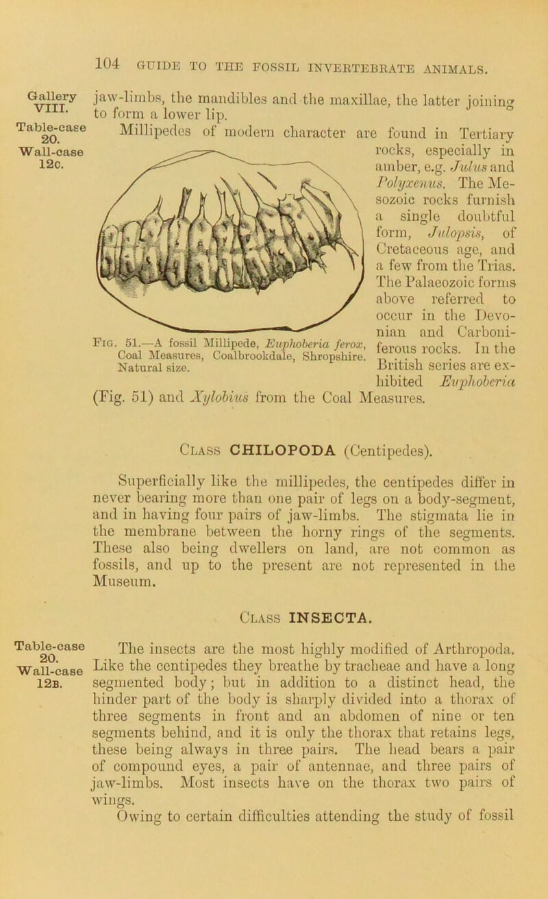 Gallery VIII. Table-case 20. Wall-case 12c. Table-case 20. W all-case 12b. 104 GUIDE TO THE FOSSIL INVERTEBRATE ANIMALS. jaw-limbs, the mandibles and the maxillae, the latter joining to form a lower lip. ° Millipedes of modern character are found in Tertiary rocks, especially in amber, e.g. Julus and Polyxenus. The Me- sozoic rocks furnish a single doubtful form, Jidopsis, of Cretaceous age, and a few from the Trias. The Palaeozoic forms above referred to occur in the Devo- nian and Carboni- ferous rocks. In the British series are ex- hibited Evx>hohcria (Fig. 51) and Xylohius from the Coal IMeasures. Fig. 51.—A fo-ssil Millipede, Euphoheria ferox, Coal Measures, Coalbrookdale, Shropshire. Natural size. Class CHILOPODA (Centipedes). Superficially like the millipedes, the centipedes differ in nevxT bearing more than one pair of legs on a body-segment, and in having four pairs of jaw-limbs. The stigmata lie in the membrane between the horny rings of the segments. These also being dwellers on land, are not common as fossils, and up to the present are not represented in the Museum. Class INSECTA. The insects are the most highly modified of Arthropoda. Like the centipedes they breathe by tracheae and have a long segmented body; but in addition to a distinct head, the hinder part of the body is sharply divided into a thorax of three segments in front and an abdomen of nine or ten segments behind, and it is only the thorax that retains legs, these being always in three pairs. The head bears a pair of compound eyes, a pair of antennae, and three jiairs of jaw-limbs. Most insects have on the thorax two pairs of wings. Owing to certain difficulties attending the study of fossil