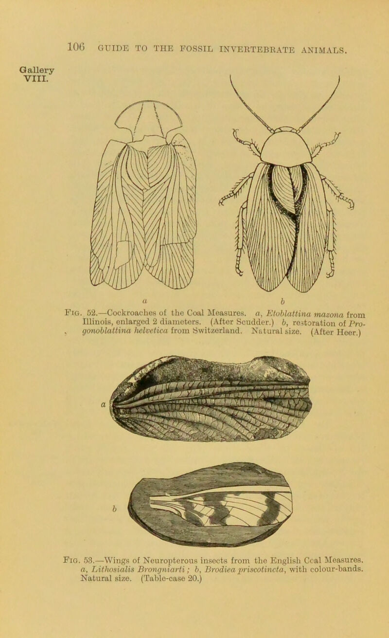 Gallery VIII. Fig. 52.—Cockroaches of the Coal Measures, a, Ktoblatlina mazona from Illinois, enlarged 2 diameters. (After Scudder.) b, restoration of Pro- , gofwblattina Helvetica from Switzerland. Natural size. (After Heer.) Fig. 53.—Wings of Neuropterous in.sects from the English Ccal Pleasures. a, Lithosialis Brongniarti; b, Brodiea iwiscotincta, with colour-bands. Natural size. (Table-case 20.)