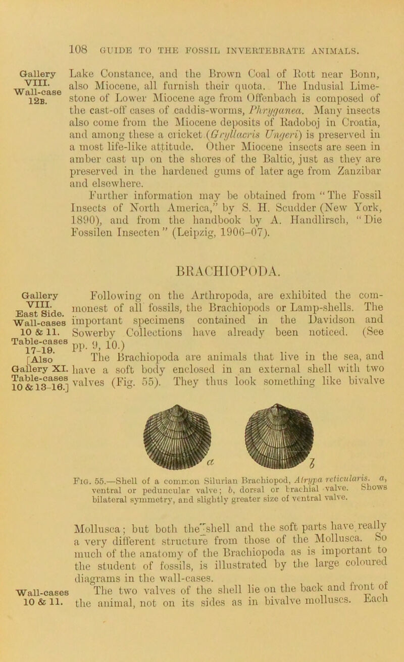 Gallery Lake Constance, and the Brown Coal of Bott near Bonn, vTii^case Pliocene, all furnish their quota. The Indusial Lime- 12*B. stone of Lower IMiocene age from Offenbach is composed of tlie cast-off cases of caddis-worms, Phryganea. !Many insects also come from the IMiocene deposits of Radoboj in Croatia, and among these a {Gryllcicris Ungeri) is preserved in a most life-like attitude. Other Miocene insects are seen in amber cast up on the shores of the Baltic, just as they are preserved in tlie hardened gums of later age from Zanzibar and elsewhere. Further information may be obtained from “ The Fossil Insects of North America,” by S. H. Scudder (New York, 1890), and from the handbook by A. Handlirsch, “ Die Fossilen Insecten” (Leipzig, 1900-07). BRACTIIOPODA. Gallery VIII. East Side. Wall-cases 10 & 11. Table-cases 17-19. [Also Gallery XI. Table-cases 10 & 13-16.] Following on the Arthropoda, are exhibited the com- monest of all fossils, the Brachiopods or Lamp-shells. The important specimens contained in the Davidson and Sowerby Collections have already been noticed. (See pp. 9, 10.) The Brachiopoda are animals that live in the sea, and have a soft bo(ly enclosed in an external shell with two valves (Fig. 55). They thus look something like bivalve Fig. 55.—Shell of a common Silurian Bracliioiiod, Airyjia rcticnlans. a, ventral or peduncular valve; b, dorFal or brachial valve. Shows bilateral symmetry, and slightly greater size of ventral valve. Mollusca; but both thej^shell and the soft parts have really a very different structure from those of the Mollusca. So much of the anatomy of the Brachiopoda as is important to the student of fossils, is illustrated by the large colouied diagrams in the wall-cases. Wall-cases The two valves of the shell lie on the back and front ot 10 & 11. the animal, not on its sides as in bivalve molluscs. Lach