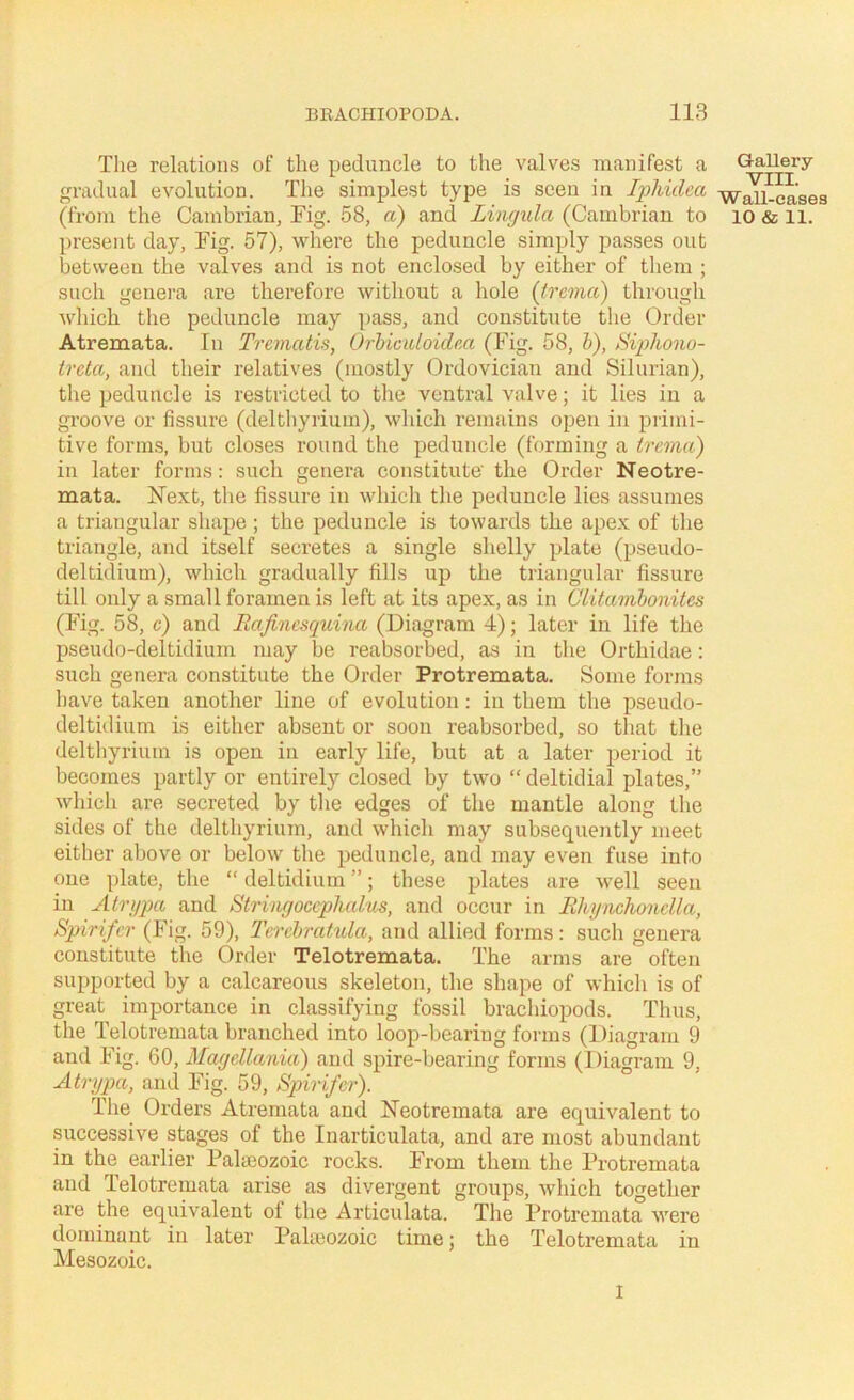 Tlie relations of the peduncle to the valves manifest a gradual evolution. The simplest type is seen in Iphidea (from the Cambrian, Fig. 58, a) and Lingula (Cambrian to present day. Fig. 57), where the peduncle simply passes out between the valves and is not enclosed by either of tliem ; such genei-a are therefore without a hole (trema) through which the peduncle may pass, and constitute the Order Atremata. In Trematis, Orhicidoidm (Fig. 58, h), Siphono- trcta, and their relatives (mostly Ordovician and Silurian), the peduncle is restricted to the ventral valve; it lies in a gi’oove or fissure (delthyrium), which remains open in primi- tive forms, but closes round the peduncle (forming a trema) in later forms: such genera constitute' the Order Neotre- mata. Next, the fissure in which the peduncle lies assumes a triangular shape ; the peduncle is towards the apex of the triangle, and iteelf secretes a single shelly plate (pseudo- deltidium), which gradually fills up the triangular fissure till only a small foramen is left at its apex, as in Clitamhonites (Fig. 58, c) and RaJinescjuina (Diagram 4); later in life the pseudo-deltidium may be reabsorbed, as in the Orthidae: such genera constitute the Order Protremata. Some forms have taken another line of evolution: in them the pseudo- delthlium is either absent or soon reabsorbed, so that the deltliyrium is open in early life, but at a later period it becomes partly or entirely closed by two “ deltidial plates,” which are secreted by the edges of the mantle along the sides of the delthyrium, and which may subsequently meet either above or below the peduncle, and may even fuse into one plate, the “ deltidiuni ”; these plates are well seen in Atrgpa and Stringocephalus, and occur in Ehynchondla, Spirifcr (Fig. 59), Terehratula, and allied forms : such genera constitute the Order Telotrenaata. The arms are often supported by a calcareous skeleton, the shape of which is of great importance in classifying fossil brachiopods. Thus, the Telotremata branched into loop-bearing forms (Diagram 9 and Fig. 60, Magellania) and spire-bearing forms (Diagram 9, Atrgpa, and Fig. 59, Spirifcr). Tlie Orders Atremata and Neotremata are equivalent to successive stages of the Inarticulata, and are most abundant in the earlier Palaeozoic rocks. From them the Protremata and Telotremata arise as divergent groups, which together are the equivalent of the Articulata. The Protremata were dominant in later Paheozoic time; the Telotremata in Mesozoic. I Gallery VIII. Wall-cases 10 & 11.