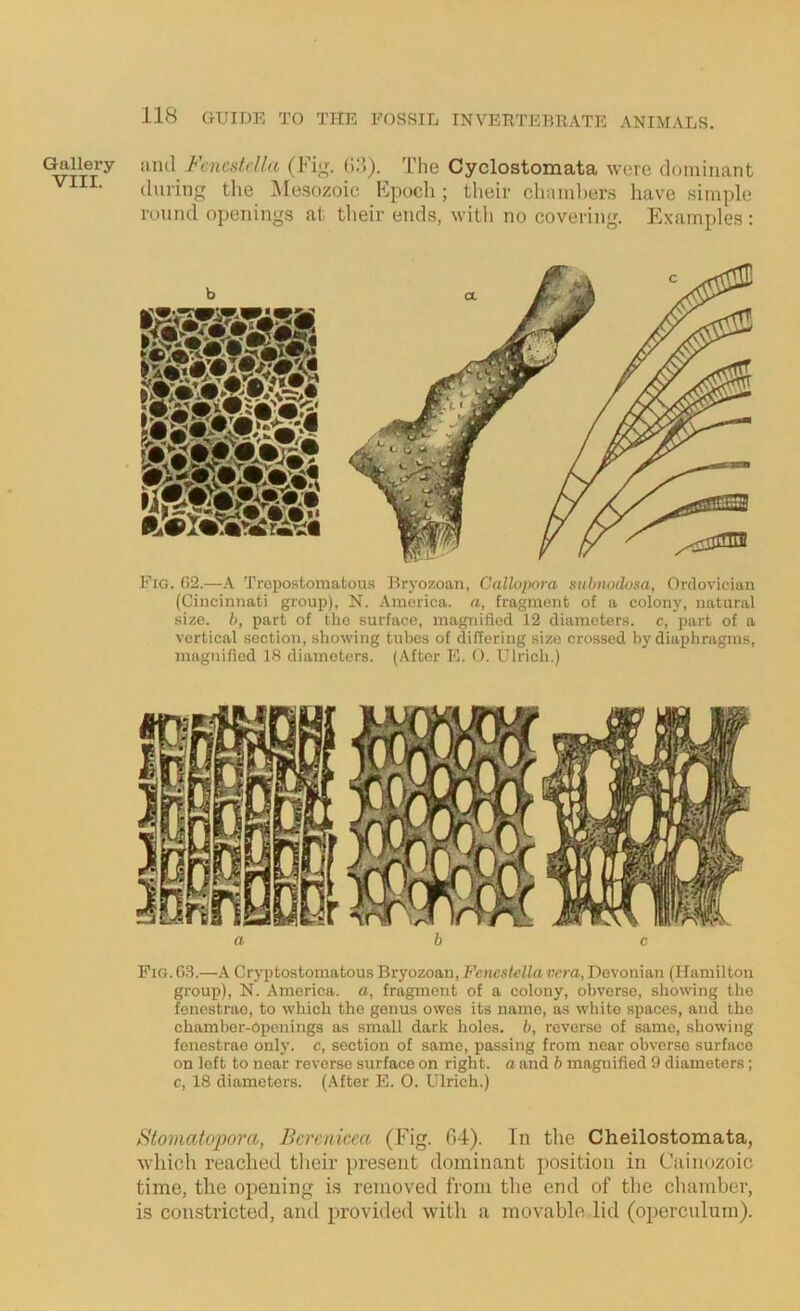 Gallery VIII. iiud Fencstrlla (Fig. (i:.)). The Cyclostomata were dominant during tlie iMesozoic Epoch; their cliamhers have simple round openings at tlieir ends, with no covering. Examples : Fig. 02.—A Tropostoraafcous Brj-ozoan, Callopora subnodosa, Ordovician (Cincinnati group), N. America, a, fragment of a colony, natural size, h, part of the surface, magnified 12 diameters, c, part of a vortical section, showing tubes of differing size crossed by diaphragms, magnified 18 diameters, (After E. O. Ulrich.) a b c Pig. 03.—A Crj^ptostomatous Bryozoan, Fcmstella vera, Devonian (Hamilton group), N. America, a, fragment of a colony, obverse, showing the fenestrao, to which the genus owes its name, as white spaces, and the chamber-openings as small dark holes, b, reverse of same, showing fenestrao only, c, section of same, passing from near obverse surface on loft to near reverse surface on right, a and h magnified 9 diameters; c, 18 diameters, (.\fter E. 0. Ulrich.) Stomatojjora, Bercnicca (Fig. 64). In the Cheilostomata, which reached tlieir pre.sent dominant position in Cainozoic time, the opening is removed from the end of the chamber, is coirstricted, and provided with a movable lid (operculum).