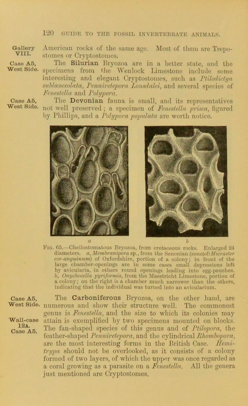 Gallery VIII. Case A5, West Side. Case A5, West Side. Case A5, West Side. Wall-case I 2 a. Case A5. Amei'ican rocks of tlio .siiine age. “Most of them are Trepo- stome.s or Cryptostomes, The Silurian Ihyozoa are in a better state, and the specimens from the Wenlock Limestone include some interesting and elegant Crypto.stomes, such as rtilodidya suhlanc.eolata, I’ennii'cfcpora Lonsdalci, and several species of Faiestdla and Volypora. The Devonian fauna is small, and its representatives not well preserved ; a specimen of Fcncslclla j^dsca, iigured hy Phillip.s, and a Folypora ijojndata are worth notice. a h Fig. G5.—Clieilostomatous Bryozoa, from cretaceous rocks. Enlarged 24 diameters, a, Membranipora sp., from the Senonian (zone|ofiflHcm.sA>r cor-angtiinnm) of Oxfordshire, portion of a colony; in front of the large chamber-openings are in some eases small depressions left by avicularia, in others round openings leading into egg-pouches. h, Onychocella pyriformis, from the Maestricht Limestone, portion of a colony; on the right is a chamber much narrower than the others, indicating that the individual was turned into an avicularium. The Carboniferous Bryozoa, on the other hand, are numerous and show their structure well. The commonest genus is Feiicstella, and the size to which its colonies may attain is exemplified by two specimens mounted on blocks. The fan-shaped species of this genus and of Ptilopora, the feather-shaped rcnnirctepora,ViVi^ the cylindrical 72/ioTO&r/po?’«, are the most interesting forms in the Briti.sh Case. Hcmi- trypa should not be overlooked, as it consists of a colony formed of two layers, of which the upper was once regarded as a coral growing as a parasite on a Fcncstella. All the genera just mentioned are Cryptostomes.