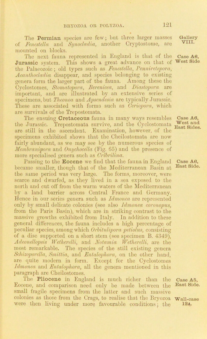 Tlie Permian species are few; but three larger masses of Fencstclla and Stjnoclctdia, another Cryptostonie, are mounted on blocks. Tlie next fauna represented in England is that of the Jurassic system. This shows a great advance on that of tlie Palaeozoic; old types such as Fencstclla, Fennirclcpoi'a, Acanthocladia disappear, and species belonging to existing genera form the larger part of the fauna. Among these the Cyclostomes, Stamatopora, Berenicea, and Diastopora are important, and are illustrated by an extensive series of specimens, but Thconoa mwA Apscndcsia are typically Jura.ssic. These are assochated with forms such as Ceriopora, which are survivals of the Trepostomata. The ensuing Cretaceous fauna in many ways resembles the Jurassic. Trepostomata survive, and the Cyclostomata are still in the ascendant. Examination, however, of the specimens exhibited shows that the Cheilostomata are now fairly abundant, as w^e may see by the numerous .species of Membranipora and Onycliocclla (Fig. 65) and the presence of more specialised genera such as Oribrilina. Passing to the Eocene we find that the fauna in England became smaller, though that of the Mediterranean Basin at the same period was very large. The forms, moreover, were scarce and dwarfed, as they lived in a sea exposed to the north and cut off from the warm waters of the Mediterranean by a land barrier across Central France and Germany, dlence in our series genera such as Idmonca are represented only by small delicate colonies (see also Idmonca coronopus, from the Paris Basin), which are in striking contrast to the massive growths exhibited from Italy. In addition to these general differences, the fauna includes a high percentage of peculiar species, among which Orbituli2wra pctiolus, consisting of a disc supported on a short stem (see specimen B. 4.349), Adconcllopsis Wetherelli, and Notamia Wcthcrclli. are the most remarkable. The species of the still existing genera Schizoporclla, Bmittia, and Fnlaloj^hora, on the other hand, are quite modern in form. Flxcept for the Cyclostomes Idmonca and Fntalo2)hora, all the genera mentioned in this paragraph are Cheilostomes. The Pliocene in England is much richer than the Eocene, and comparison need only be made between the small fragile specimens from the latter and such massive colonies as those from the Crags, to realise that the Bryozoa W'ere then living under more favourable conditions; the Gallery VIII. Case A6, West Side Case A6, West and East Sides. Case A6, East Side. Case A5, East Side. Wall-case 12a.