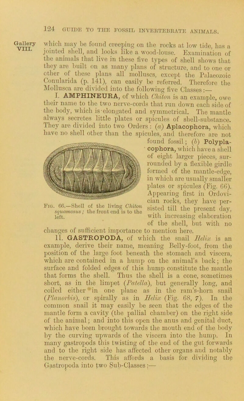 Cillery M’liicli may be found creeping on tlie rocks at low tide, has a jointed sliell, and looks like a wood-louse. Examination of the animals that live in these five types of shell shows that they are built on as many plans of structure, and to one or other of tliese plans all molluscs, except the Palaeozoic C(jnularida (p. 141), can easily he referred. Tlierefore the Mollusca are divided into the following five Classes I. AMPHINEURA, of which Chiton is an example, owe their name to the two nerve-cords that run down each side of the body, which is-elongated and symmetrical. The mantle always secretes little plates or spicules of shell-substance. 1 hey are divided into two Orders : (a) Aplacophora, which have no shell other than the spicules, and therefore are not changes of sufficient importance to mention here. II. GASTROPODA, of which the snail Helix is an example, derive their name, meaning Belly-foot, from the position of the large foot beneath the stomach and viscera, which are contained in a hump on the animal’s hack; the surface and folded edges of this hum]) constitute the mantle that forms the shell. Thus the shell is a cone, sometimes short, as in the limpet (Jhtfclla), hut generally long, and coiled either ’in one plane as in the ram’s-horn snail (rianorhis), or spirally as in Helix (Fig. 68, 7). In the common snail it may easily he seen that the edges of the mantle fonn a cavity (the ])allial chamber) on the right side of the animal; and into this open the anus and genital duct, which have been brought towards the mouth end of the body by the curving upwards of the viscera into the hump. In many gastropods this twisting of the end of the gut forwards and to the right side has affected other organs and notably the nerve-cords. This affords a basis for dividing the Gastropoda into two Sub-Classes :— found fossil; (h) Polypla- cophora, which liave a .sliell of eight larger ])ie.ces, sur- rounded by a flexible girdle formed of the mantle-edge, in which are usually smaller ])lates or spicules (Fig. Gfi). Appearing finst in Ordovi- cian rocks, they have per- sisted till the present day, with increasing elaboration of the shell, but with no
