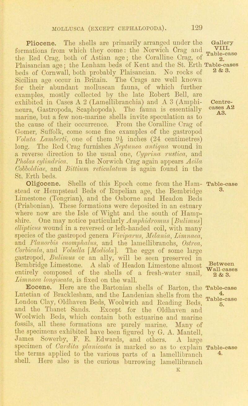 Pliocene. The shells are primarily arranged under the formations from whicli tliey come: the Norwich Crag and the Eed Crag, both of Astian age; the Coralline Crag, of Plaisancian age; the Lenham beds of Kent and the St. Erth beds of Cornwall, both probably Plaisancian. No rocks of Sicilian age occur in Britain. The Crags are well known for their abundant molluscaii fauna, of which further examples, mostly collected by the late Eobert Bell, are exhibited in Cases A 2 (Lamellibranchia) and A 3 (Amphi- neura. Gastropoda, Scaphopoda). The fauna is essentially marine, but a few non-marine shells invite speculation as to the cause of their occurrence. From the Coralline Crag of Comer, Suffolk, come some fine examples of the gastropod Voluta Lamhcrti, one of them inches (24 centimetres) long. The Eed Crag furnislies Ncptunm antiqua wound in a reverse direction to the usual one, Ci/prina mstica, and Fholas cjjlindrica. In the Norwich Crag again appears Acila Cohboldiac, and Bittium rdiculalum is again found in the St. Erth beds. Oligocene. Shells of this Epoch come from the llam- stead or Hempstead Beds of Eupelian age, the Bembridge Limestone (Tongrian), and the Osborne and Headon Beds (Priabonian). These formations were deposited in an estuary where now are the Isle of AVight and the south of Hamp- shire. One may notice particularly Amplddromus \^Bidiimcs\ cllipticus wound in a reversed or left-handed coil, with many species of the gastropod genera Viviqmrm, Melania, Limnaca, and rianorhis momphalm, and the lamellibranchs, Ostrea, Corhicida, and Volsclla \Modiola\ The eggs of some large gastropod, Bidimm or an ally, will be seen preserved in Bembridge Limestone. A slab of Headon Limestone almost entirely composed of the shells of a fresh-water snail, Lininaea longiscata, is fixed on the wall. Eocene. Here are the Bartonian shells of Barton, the Lutetian of Bracklesham, and the Landenian shells from the London Clay, Oldhaven Beds, AVoolwich and Eeading Beds, and the Thanet Sands. Except for the Oldhaven and AVoolwich Beds, which contain both estuarine and marine fossils, all these formations are purely marine. Many of the specimens exhibited have been figured by G. A. Mantell, James Sowerby, F. E. Edwards, and others. A large specimen of Gardita planicosta is marked so as to explain the terms applied to the various parts of a lamellibranch shell. Here also is the curious burrowing lamellibranch Gallery VIII. Table-case 2. Table-cases 2 & 3. Centre- cases A2 A3. Table-case 3. Between Wall-cases 2 & 3. Table-case 4. Table-case 5. Table-case 4.