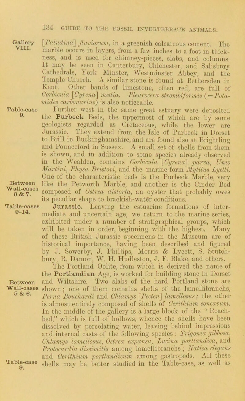 YPaliL(lina\ Jluviorum, in a greenish calcareous cement. Tlie marble occur.s in layers, from a few inches to a foot in tliick- ness, and is used for chimney-i)ieces, shib.s, and columns. It may be seen in Canterbury, Chichester, and Salisbury Cathedrals, York IMinster, Y'estminster Abbey, and the lemple Church. A similar stone is IVmnd at Bethersden in Kent. Oilier bands of limestone, often red, are full of Corhicnla \Ci/rcna\ media. Pleuroccra stromlrijormis { = Poia- mides carhunarins) is also noticeable. Further west in the same great estuary were deposited the Purbeck Beds, the uppermost of which are by some geologists regarded as Cretaceous, while the lower are Jurassic. They extend from the Isle of Purbeck in iJorset to Brill in Buckinghamshire, and are found also at Brightling and Pounceford in Sussex. A small set of shells from them is shown, and in addition to some .species already observed in the AN'ealden, contains Corhicula \Cyreiut\ farva, Ifnio Martini, Physa Bristovi, and the marine form Mytilus Lijclli. One of the characteristic beds is the Purbeck Marble, very Between like the Petworth Marble, and another is the Cinder Bed 6 composed of Ostrea distorta, an oyster that probably owes its peculiar shape to brackish-waWr conditions. Table-cases Jurassic. Leaving the estuarine formations of inter- mediate and uncertain age, we return to the marine series, exhibited under a number of stratigraphical groups, which Avill be taken in order, beginning with the highest. Many of these British Jurassic specimens in the Museum are of historical importance, having been described and figured by J. Sowerby, J. Phillips, Morris & Lycett, 8. 8tutch- bury, li. Damon, II. Hudleston, J. F. Blake, and others. The Portland Oolite, from which is derived the name of the Portlandian Age, is worked for building stone in Dorset Between and Wiltshire. Two slabs of the hard Portland stone are Wall-cases shown; one of them contains shells of the lamellibranchs, 5 & 0. Perna Bouchardi and CJdamys \^Pccteii\ lamclloms; the other is almost entirely composed of shells of Ccrithium concavum. In the middle of the gallery is a large block of the “ Boach- bed,” which is full of hollows, whence the shells have been dissolved by percolating water, leaving behind impressions and internal casts of the following species: Triyonia ffibbosa, Chlamys lumclloms, Ostrea exjiansa, Lneina loortlamhca, and Protoeardia dissimilis among lamellibranchs ; Natiea cleyans and Ccrithium portlandieum among gastropods. All these Table-case gjigUs may be better studied in the Table-case, as well as Gallery VIII. Table-case 9.