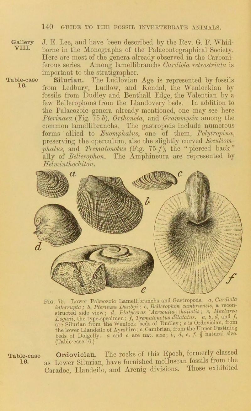 Gallery J. E. Lee, and have been described l)y the Lev. G. F. Whid- borne in the IMonographs of the Falaeontographical Society. Here are most of the genera already observed in tlie Carboni- ferous series. Among lamellibranchs Cardiola retrostriatci is important to the stratigrapher. Table-case Silurian. The Ludlovian Age is represented by fossils from Ledbury, Ludlow, and Kendal, the Wenlockian by fossils from Dudley and Benthall Edge, the Valentian by a few Bellerophons from the Llandovery beds. In addition to the I’alaeozoic genera already mentioned, one may see here rtcrinaea (Fig. 75 h), Orthonota, and Grani7ni/sia among the common lamellibranchs. The gastropods include numerous forms allied to Euom'phalus, one of them, Foh/tropina, preser\ ing the operculum, also the slightly curved Eccnliom- phalus, and Trnnatonohis (Fig. 75/), the “ piercc'd back” ally of Bellerophon. The Amphineura are re})resented by Ifelmin/hochiton. Fig. 75.—Lower Palaeozoic Lamellibranchs and Gastropods, fl, Cardiola intcrrnpta; b, Pterinsea Danbyi; c, Bcllerophon cambriensis, a recon- structed side view; d, Plalyccras \^Acroculia'] haliotis; c, Maclurea Logani, the tjme-specimen; /, Trematonotus dilatatns. a, b,d, and /, are Silurian from the Wenlock beds of Dudley; c is Ordovician, hoin the lower Llandeilo of Ayrshire; c, Cambrian, from the Upper hestimog beds of Dolgelly. a and c are nat. size; b, d, e, f, natural size. (Table-case IG.) Table-case Ordovician. The rocks of this Epoch, formerly classed 16. as Lower Silurian, have furnished molluscan fossils from the Caradoc, Llandeilo, and Arenig divisions. Hiose e.xhibited