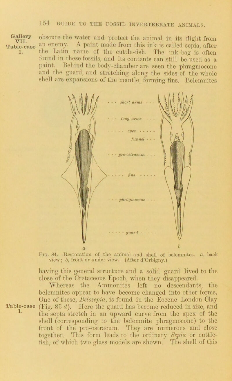 Gallery VII. Table case I. Table-case 1. obscure the water ami protect the animal in its flight from an enemy. A [)aint made from this ink is called sepia, after the Latin nanie of the cnttle-ii.sh. The ink-hag is often found in these fos.sils, and its contents can still he used as a ])aint. llehind the hody-chamher are seen the phragmocone and the guard, and stretching along the .sides of the whole shell are expansions of the mantle, forming fins. Belemnites Fig. 84.—Restoration of the animal and shell of belemnites. a, back view ; h, front or under view. (After d’Orbigny.) having this general structure and a solid guard lived to the close of the Cretaceous Epoch, when they disappeared. AVhereas the Ammonites left no descendants, the helemuites appear to have become changed into other forms. One of these, Beloscjna, is found in the Eocene London Clay (Fig. 85 d). Here the guard has become reduced in size, and the se])ta stretch in an upward curve from the apex of the shell (corresponding to the helemnite jdiragmocone) to the front of the pro-ostracum. They are numerous and close together. This form leads to the ordinary Sepia or cuttle- fish, of which two glass models are shown. The .shell of this