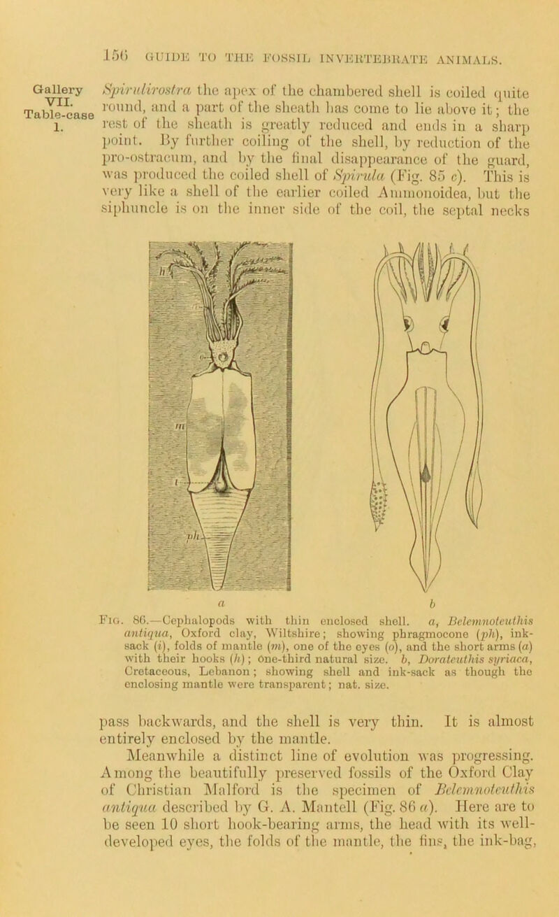 Gallery VII. Table-ease 1. SpiriUirosti-a tlie apex of the chambered shell is coiled (piite round, and a part of tlie sheatli lias come to lie above it; the rest of the sheath is <4reatly reduced and ends in a sharp point. r>y further coiling of the shell, by reduction of the pro-ostracum, and by the linal disappearance of the guard, was ])roduce(l the coiled shell of Spinda (Fig. 80 c). This is very like a .shell of the earlier coiled 7\mmonoidea, but the si[)huucle is on the inner side of the coil, the septal necks Fici. 8G.—Cophalopods with thin enclosed shell. a, Bclemnolcuthis antiqua, Oxford clay, Wiltshire; showing phragmocone (pli), ink- sack (t), folds of mantle (>»), one of the eyes (o), and the short arms (a) with their hooks (h) ; One-third natural size, b, Doratcuthis syriaca, Cretaceous, Lebanon; showing shell and ink-sack as though the enclosing mantle were transparent; nat. size. pass backwards, and the shell is veiy thin. It is almost entirely enclo,sed by the mantle. iMeanwhile a distinct line of evolution was progressing. Among the beautifully preserved fossils of the Oxford Clay of Christian IMalford is the specimen of Bdnmwtc'idMs antiqua described by G. A. Mantell (Fig. 86(f). Here are t(» be seen 10 short hook-bearing arms, the head Avith its well- developed eyes, the folds of the mantle, the tin.®, the ink-bag.