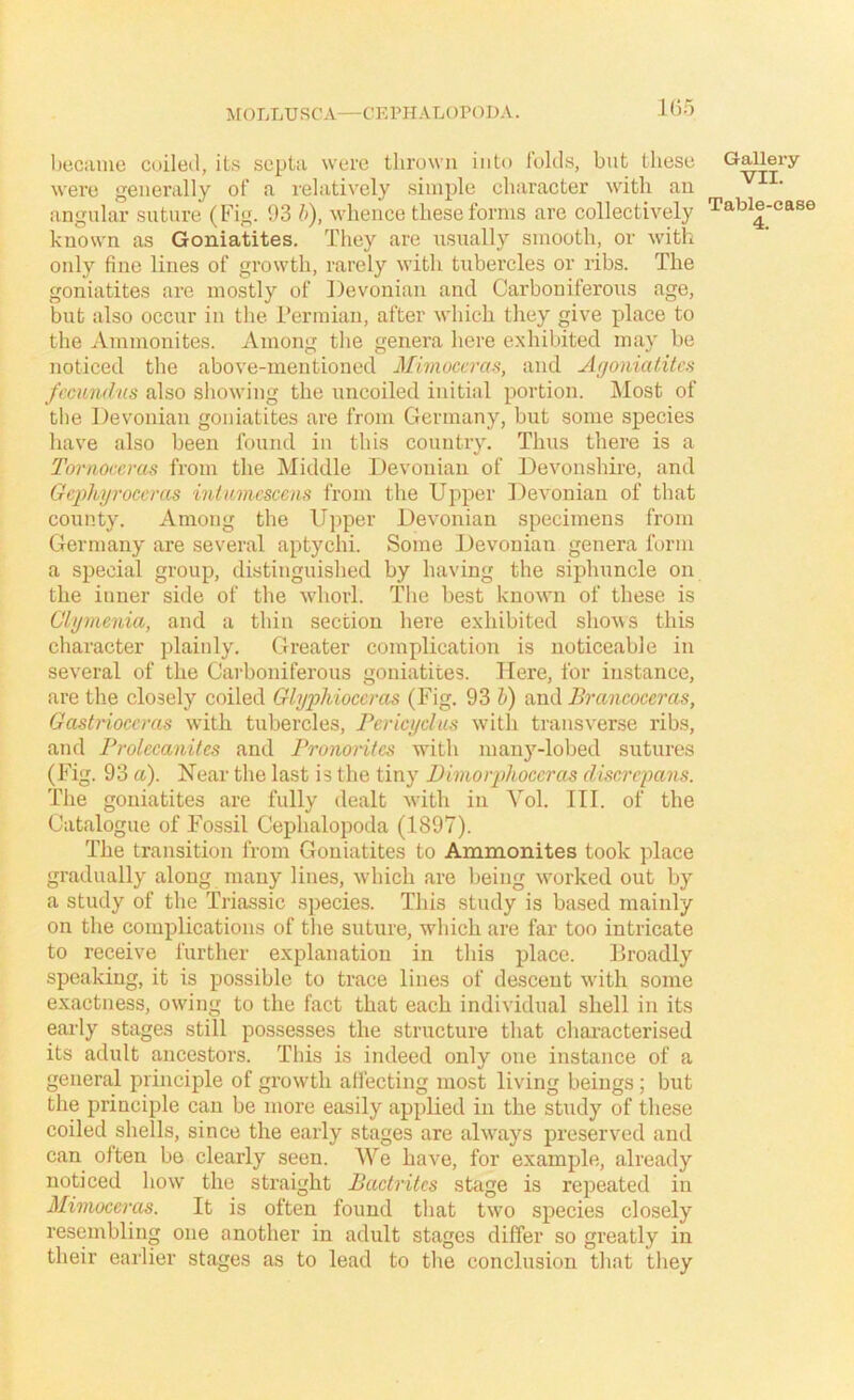 1G5 became coiled, it.s septa were thrown into folds, but these were generally of a relatively simple character with an angular suture (Fig. 93 h), whence these forms are collectively known as Goniatites. They are usually smooth, or with only fine lines of growth, rarely with tubercles or ribs. The goniatites are mostly of Devonian and Carboniferous age, but also occur in the I’ermian, after which they give place to the Ammonites. Among the genera here exhibited may be noticed the above-mentioned Mimoccras, and Agonialitcs fccund'us also showing the uncoiled initial portion. ]\Iost of tlie Devonian goniatites are from Germany, but some species have also been found in this country. Thus there is a Tornoccras from the Middle Devonian of Devonshire, and Gcplujrocems inlamcscens from the Upper l^evonian of tliat county. Among the Upper Devonian specimens from Germany are several aptychi. Some Devonian genera form a special group, distinguished by having the siphuncle on the inner side of the whorl. Tlie best known of these is Chjinenia, and a thin section here exhibited shows this character plainly. Greater complication is noticeable in several of the Carboniferous goniatites. Here, for instance, are the closely coiled Qlyphioccras (Fig. 93 h) and Brancoceras, Gastrioceras with tubercles, Ferici/clus with transverse ribs, and Prolccanit.es and Pronorites with man5’’-lobed sutures (Fig. 93 a). Near the last is the tiny Bimorphoccras discrcpans. The goniatites are fully dealt Avith in Vol. III. of the Catalogue of Fossil Cephalopoda (1897). The transition from Goniatites to Ammonites took place gradually along many lines, w’hich are being Avorked out by a study of the Triassic species. This study is based mainly on the complications of the suture, which are far too intricate to receive further explanation in this place. Broadly speaking, it is possible to trace lines of descent Avith some exactness, owing to the fact that each individual shell in its early stages still possesses the structure that chai'acterised its adult ancestors. This is indeed only one instance of a general principle of growth affecting most living beings; but the principle can be more easily applied in the study of these coiled shells, since the early stages are ahvays preserved and can often be clearly seen. We have, for example, already noticed how the straight Bactritcs stage is repeated in Mimoccras. It is often found tliat two species closely resembling one another in adult stages differ so greatly in their earlier stages as to lead to tlie conclusion that tliey Gallei’y VII. Table-case 4.