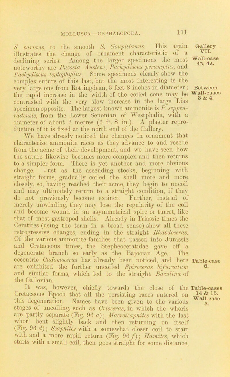 X vuriaas, to the siiiootli S. Goiqjdiauns. This again Gallery illustrates the cliange of ornament cliaracteristic of a declining series. Among the larger specimens the most noteworthy are Piizosia Ausletii, Pachydiscus pcramiylus, and Pachydiscus leptopliyllus. Some specimens clearly show the complex suture of this last, but the most interesting is the very large one from Eottingdean, 3 feet 8 inches in diameter; Between the rapid increase in the width of the coiled cone may be WalLcases contrasted with the very slow increase in the large Lias specimen opposite. The largest known ammonite is P. scppen- radensis, from the Lower Senonian of AVestphalia, with a diameter of about 2 metres (0 ft. 8 in.). A plaster repro- duction of it is fixed at the north end of the Gallery. AV''e have already noticed the changes in ornament that characterise ammonite races as they advance to and recede from the acme of their development, and we have seen how the suture likewise becomes more complex and then returns to a simpler form. There is yet another and more obvious change. dust as the ascending stocks, beginning with straight form.s, gradually coiled the shell more and more closely, so, having reached their acme, they begin to uncoil and may ultimately return to a straight condition, if they do not previously become extinct. Further, instead of merely unwinding, they may lose the regularity of the coil aiul become wound in an asymmetrical spire or turret, like that of most gastropod shells. Already in Triassic times the Ceratites (using the term in a l>road sense) show all these retrogressive changes, ending in the straight Rh(d)dorcras. Of the various ammonite families that passed into Junissic and Cretaceous times, the Stepheoceratidae gave off a degenerate branch so early as the Bajocian Age. The eccentric Cado'inoccras has already been noticed, and here Table case are exhibited the further uncoiled Spiroceras hifurcciHm 8- and similar forms, which led to the straight Bacidina of the Callovian. It was, however, chiefly towards the close of the Table-eases Cretaceous Epoch that all the persisting races entered on this degeneration. Names have been given to the various ^ stages ot uncoiling, such as Crioccras, in which the whorls are partly separate (Fig. 96 a); Macroscaphites with the last whorl bent slightly back and then returning on itself (Fig. 96 rf); Scapyliites with a somewhat closer coil to start with and a more rapid return (Fig. 96/); Hamites, which starts with a small coil, then goes sti'aight for some distance.