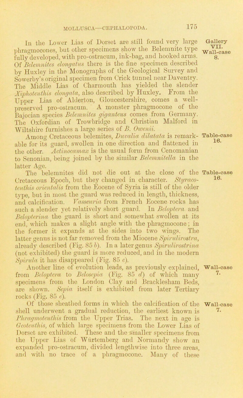 In the Lower Lias of Dorset are still found very large ])hragraocones, but other specimens show the Belemnite type fully”ileveloped, with pro-ostracum, ink-bag, and hooked arms. Of Bclemnites clongatus there is the fine specimen described by Huxley in the Alonographs of the Geological Survey and Sowerby’s original specimen from Crick tunnel near Daventry. The Middle Lias of Charmouth has yielded the slender Xiphotcutliis elongata, also described by Huxley. From the Upper Lias of Alderton, Gloucestershire, comes a well- preserved pro-ostracum. A monster phragmocone of the Bajocian species Bclemnites gigantcus comes from Germany. The Oxfordian of Trowbridge and Christian Malford in Wiltshii-e furnishes a large series of B. Oioenii. Among Cretaceous belemites, Buvalia dilatata is remark- able for its guard, swollen in one direction and flattened in the other. Actinocamax is the usual form from Cenomanian to Senonian, being joined by the similar Belemnitella in the latter Age. The belemnites did not die out at the close of the Cretaceous Epoch, but they changed in character. Styraco- tcuthis orientalis from the Eocene of Syria is still of the older type, but in most the guard was reduced in length, thickness, and calcification. Vasseuria from French Eocene rocks has such a slender yet relatively short guard. In Bcluplcm and Belopteriva the guard is short and somewhat swollen at its end, which makes a slight angle with the phragmocone; in the former it expands at the sides into two wings. The latter genus is not far removed from the Miocene Spiruliroslra, already described (Fig. 85 h). In a later genus Spiridirostrina (not exhibited) the guard is more reduced, and in the modern Spinda it has disappeared (Fig. 85 c). Another line of evolution leads, as previously explained, from Beloptem to Beluscpia (Fig. 85 d) of which many specimens from the London Clay and Bracklesham Beds, are shown. Sepia itself is exhiluted from later Tertiary rocks (Fig. 85 e). Of those sheathed forms in which the calcification of the shell underwent a gradual reduction, the earliest known is Phragmoteidhis from the Upper Trias. The next in age is Geotevthis, of which large specimens from the Lower Lias of 1 )orset are exhibited. These and the smaller specimens from the Upper Lias of Wurtemberg and Normandy show an expanded pro-ostracum, divided lengthwise into three areas, and with no trace of a phragmocone. Many of these Gallery VII. Wall-case 8. Table-case 16. Table-ease 16. Wall-case 7. Wall-case 7.