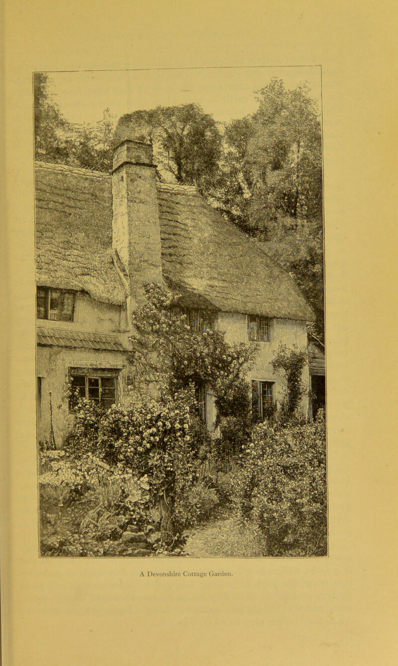 A Devonshire Cottage Garden.