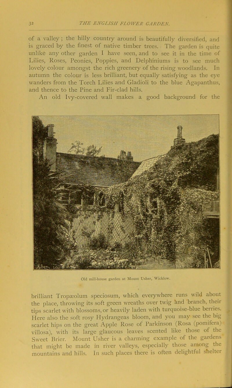 of a valley; the hilly country around is beautifully diversified, and is graced by the finest of native timber trees. The garden is quite unlike any other garden I have seen, and to see it in the time of Lilies, Roses, Peonies, Poppies, and Delphiniums is to see much lovely colour amongst the rich greenery of the rising woodlands. In autumn the colour is less brilliant, but equally satisfying as the eye wanders from the Torch Lilies and Gladioli to the blue Agapanthus, and thence to the Pine and Fir-clad hills. An old Ivy-covered wall makes a good background for the Old mill-house garden at Mount Usher, Wicklow. brilliant Tropaeolum speciosum, which everywhere runs wild about the place, throwing its soft green wreaths over twig and branch, their tips scarlet with blossoms, or heavily laden with turquoise-blue bciiie.-'. Here also the soft rosy Hydrangeas bloom, and you may see the big scarlet hips on the great Apple Rose of Parkinson (Rosa (pomifera) villosa), with its large glaucous leaves scented like those of the Sweet Brier. Mount Usher is a charming example of the gardens that might be made in river valleys, especially those among the mountains and hills. In such places there is often delightful shelter