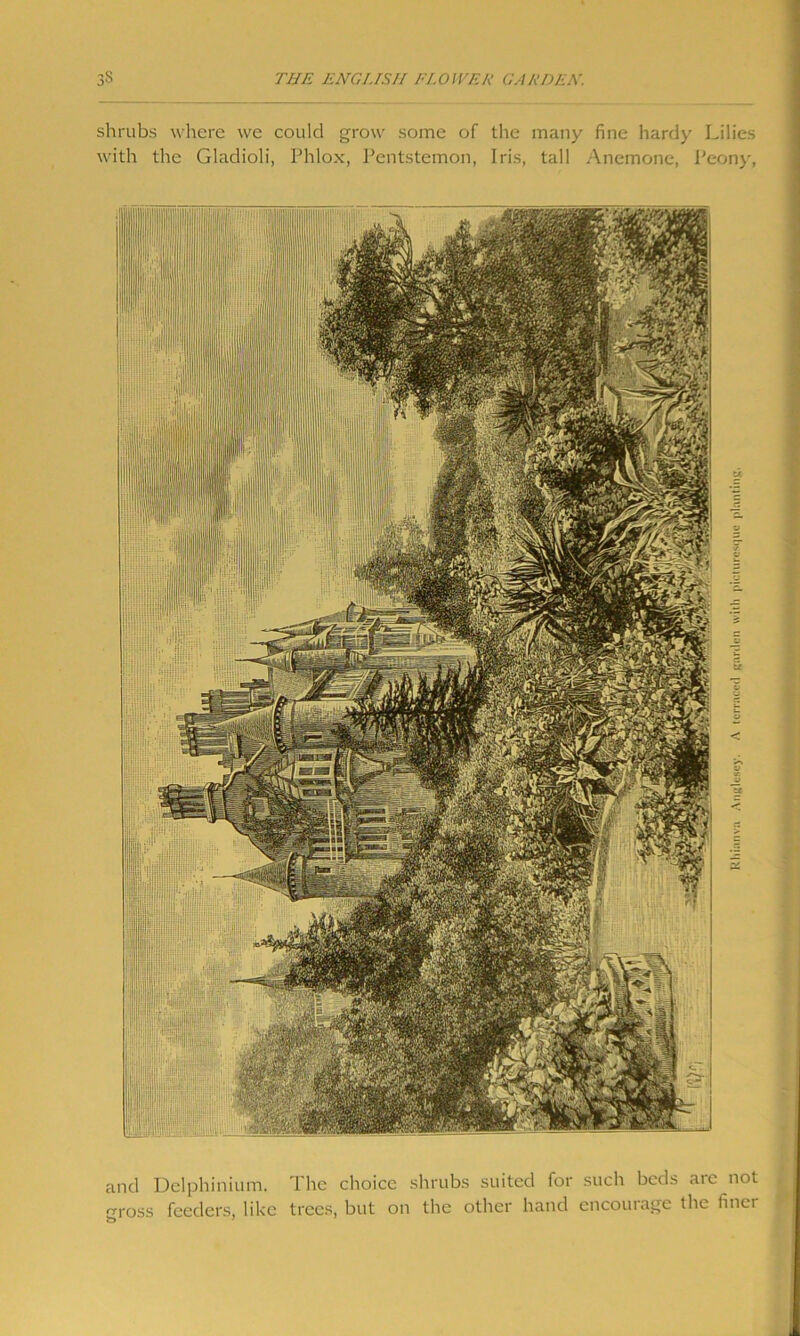 shrubs where we could grow some of the many fine hardy Lilies with the Gladioli, Phlox, Pentstemon, Iris, tall Anemone, Peony, and Delphinium. The choice shrubs suited for such beds are not gross feeders, like trees, but on the other hand encourage the finer Rhianva Anglesey. A terraced garden with picturesque planting,