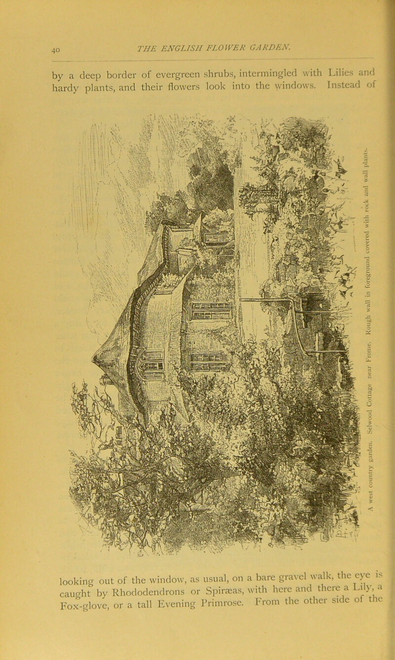 by a deep border of evergreen shrubs, intermingled with Lilies and hardy plants, and their flowers look into the windows. Instead of looking out of the window, as usual, on a bare gravel walk, the eye is caught by Rhododendrons or Spiraeas, with here and there a Lily, a Fox-glove, or a tall Evening Primrose. From the other side of the west country garden. Sclwood Collage near Krome. Rough wall in foreground covered with rock ami wall plant