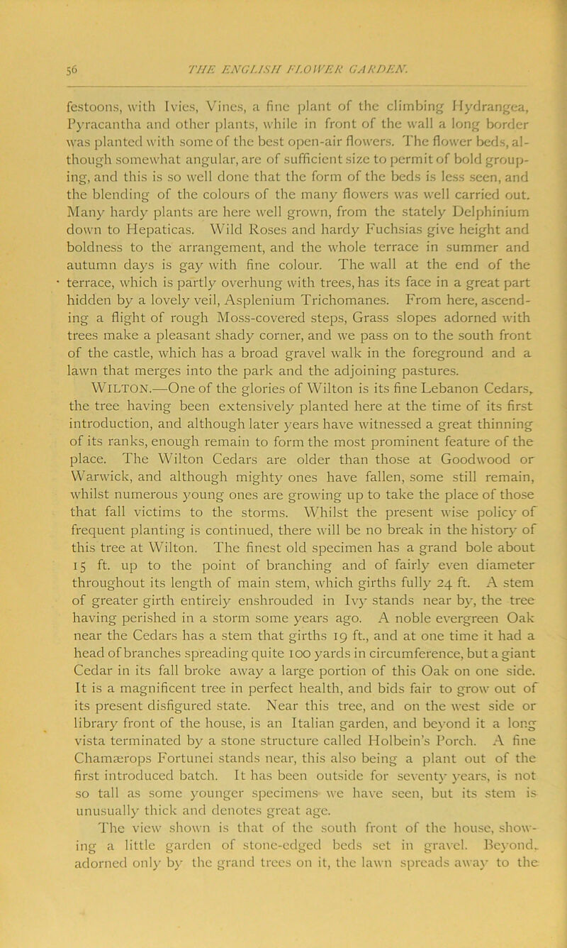 festoons, with Ivies, Vines, a fine plant of the climbing Hydrangea, Pyracantha and other plants, while in front of the wall a long border was planted with some of the best open-air flowers. The flower beds, al- though somewhat angular, are of sufficient size to permit of bold group- ing, and this is so well done that the form of the beds is less seen, and the blending of the colours of the many flowers was well carried out. Many hardy plants are here well grown, from the stately Delphinium down to Hepaticas. Wild Roses and hardy Fuchsias give height and boldness to the arrangement, and the whole terrace in summer and autumn days is gay with fine colour. The wall at the end of the terrace, which is partly overhung with trees, has its face in a great part hidden by a lovely veil, Asplenium Trichomanes. From here, ascend- ing a flight of rough Moss-covered steps, Grass slopes adorned with trees make a pleasant shady corner, and we pass on to the south front of the castle, which has a broad gravel walk in the foreground and a lawn that merges into the park and the adjoining pastures. WlLTON.—One of the glories of Wilton is its fine Lebanon Cedars,, the tree having been extensively planted here at the time of its first introduction, and although later years have witnessed a great thinning of its ranks, enough remain to form the most prominent feature of the place. The Wilton Cedars are older than those at Goodwood or Warwick, and although mighty ones have fallen, some still remain, whilst numerous young ones are growing up to take the place of those that fall victims to the storms. Whilst the present wise policy of frequent planting is continued, there will be no break in the history of this tree at Wilton. The finest old specimen has a grand bole about 15 ft. up to the point of branching and of fairly even diameter throughout its length of main stem, which girths fully 24 ft. A stem of greater girth entirely enshrouded in Ivy stands near by, the tree having perished in a storm some years ago. A noble evergreen Oak near the Cedars has a stem that girths 19 ft., and at one time it had a head of branches spreading quite 100 yards in circumference, but a giant Cedar in its fall broke away a large portion of this Oak on one side. It is a magnificent tree in perfect health, and bids fair to grow out of its present disfigured state. Near this tree, and on the west side or library front of the house, is an Italian garden, and beyond it a long vista terminated by a stone structure called Holbein’s Porch. A fine Chamasrops Fortunei stands near, this also being a plant out of the first introduced batch. It has been outside for seventy years, is not so tall as some younger specimens we have seen, but its stem is unusually thick and denotes great age. The view shown is that of the south front of the house, show- ing a little garden of stone-edged beds set in gravel. Beyond., adorned only by the grand trees on it, the lawn spreads away to the