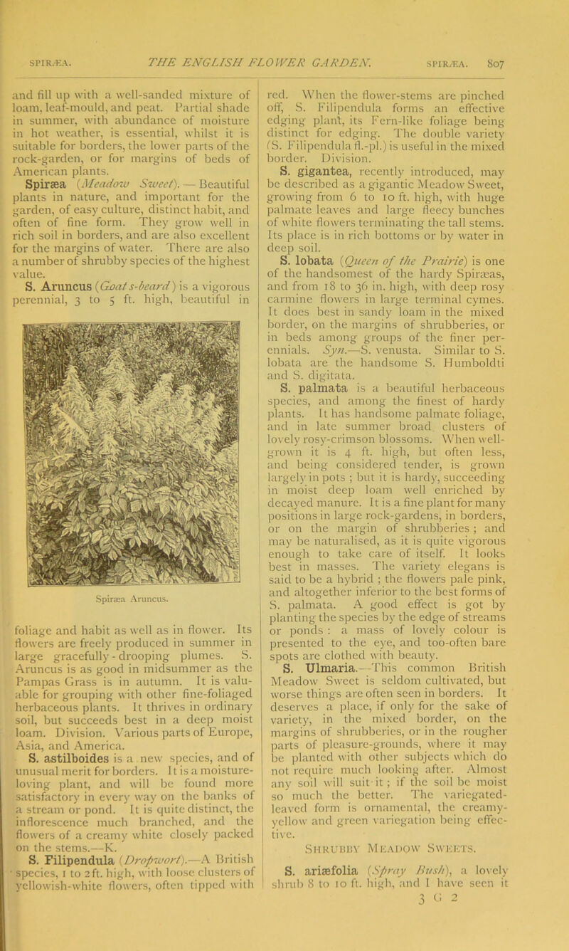 and fill up with a well-sanded mixture of loam, leaf-mould, and peat. Partial shade in summer, with abundance of moisture in hot weather, is essential, whilst it is suitable for borders, the lower parts of the rock-garden, or for margins of beds of American plants. Spiraea (Meadow Sweet). — Beautiful plants in nature, and important for the garden, of easy culture, distinct habit, and often of fine form. They grow well in rich soil in borders, and are also excellent for the margins of water. There are also a number of shrubby species of the highest value. S. Aruncus {Goat s-beard) is a vigorous perennial, 3 to 5 ft. high, beautiful in Spira:a Aruncus. foliage and habit as well as in flower. Its flowers are freely produced in summer in large gracefully - drooping plumes. S. Aruncus is as good in midsummer as the Pampas Grass is in autumn. It is valu- able for grouping with other finc-foliaged herbaceous plants. It thrives in ordinary soil, but succeeds best in a deep moist loam. Division. Various parts of Europe, Asia, and America. S. astilboides is a new species, and of unusual merit for borders. 11 is a moisture- loving plant, and will be found more satisfactory in every way on the banks of a stream or pond. It is quite distinct, the inflorescence much branched, and the flowers of a creamy white closely packed on the stems.—K. S. Filipendula (Dropwort).—A British species, 1 to 2 ft. high, with loose clusters of yellowish-white flowers, often tipped with red. When the flower-stems are pinched off, S. Filipendula forms an effective edging plant, its Fern-like foliage being distinct for edging. The double variety (S. Filipendula fl.-pl.) is useful in the mixed border. Division. S. gigantea, recently introduced, may be described as a gigantic Meadow Sweet, growing from 6 to 10 ft. high, with huge palmate leaves and large fleecy bunches of white flowers terminating the tall stems. Its place is in rich bottoms or by water in deep soil. S. lobata (Queen of the Prairie) is one of the handsomest of the hardy Spirteas, and from 18 to 36 in. high, with deep rosy carmine flowers in large terminal cymes. It does best in sandy loam in the mixed border, on the margins of shrubberies, or in beds among groups of the finer per- ennials. Syn.—S. venusta. Similar to S. lobata are the handsome S. Humboldti and S. digitata. S. palmata is a beautiful herbaceous species, and among the finest of hardy plants. It has handsome palmate foliage, and in late summer broad clusters of lovely rosy-crimson blossoms. When well- grown it is 4 ft. high, but often less, and being considered tender, is grown largely in pots ; but it is hardy, succeeding in moist deep loam well enriched by decayed manure. It is a fine plant for many positions in large rock-gardens, in borders, or on the margin of shrubberies ; and may be naturalised, as it is quite vigorous enough to take care of itself. It looks best in masses. The variety elegans is said to be a hybrid ; the flowers pale pink, and altogether inferior to the best forms of S. palmata. A good effect is got by planting the species by the edge of streams or ponds : a mass of lovely colour is presented to the eye, and too-often bare spots are clothed with beauty. S. Ulmaria. —This common British Meadow Sweet is seldom cultivated, but worse things are often seen in borders. It deserves a place, if only for the sake of variety, in the mixed border, on the margins of shrubberies, or in the rougher parts of pleasure-grounds, where it may be planted with other subjects which do I not require much looking after. Almost any soil will suit it; if the soil be moist so much the better. The variegated- leaved form is ornamental, the creamy- yellow and green variegation being effec- tive. Shrubby Meadow Sweets. S. arisefolia (Spray Bush), a lovely- shrub 8 to 10 ft. high, and I have seen it