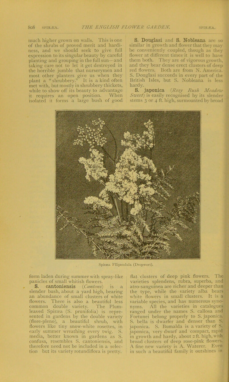 much higher grown on walls. This is one of the shrubs of proved merit and hardi- ness, and we should seek to give full expression to its singular beauty by careful planting and grouping in the full sun—and taking care not to let it get destroyed in the horrible jumble that nurserymen and most other planters give us when they plant a “shrubbery.” It is a kind often met with, but mostly in shrubbery thickets, while to show off its beauty to advantage it requires an open position. When isolated it forms a large bush of good S. Douglasi and S. Nobleana are so similar in growth and flower that they may ! be conveniently coupled, though as they * flower at different times-it is well to have . them both. They arc of vigorous growth, I and they bear dense erect clusters of deep ; red flowers. Both are from N. America, j S. Douglasi succeeds in every part of the British Isles, but S. Nobleana is less J hardy. S. japonica (Rosy Bush Meadow •- Sweet) is easily recognised by its slender stems 3 or 4 ft. high, surmounted by broad Spiraia Filipendula (Dropwort). form laden during summer with spray-like panicles of small whitish flowers. S. cantoniensis (Cantons) is a slender bush, about a yard high, bearing an abundance of small clusters of white flowers. There is also a beautiful less common double variety. The Plum- leaved Spinea (S. prunifolia) is repre- sented in gardens by the double variety (flore-pleno), a beautiful shrub, with flowers like tiny snow-white rosettes, in early summer wreathing every twig. S. media, better known in gardens as S. confusa, resembles S. cantoniensis, and therefore need not be included in a selec- tion but its variety rotundiflora is pretty. flat clusters of deep pink flowers. The varieties splendcns, rubra, superba, and atro-sanguinea arc richer and deeper than the type, while the variety alba bears ' white flowers in small clusters. It is a variable species, and has numerous syno- nyms. All the varieties in catalogues ranged under the names S. callosa and Fortunei belong properly to S. japonica. ( S. bella is dwarfer and denser than S. japonica. S. Bumalda is a variety of S. japonica, very dwarf and compact, rapid in growth and hardy, about 2 ft. high, with broad clusters of deep rose-pink flowers. A line new variety is A. Watercr. Even in such a beautiful familv it outshines in