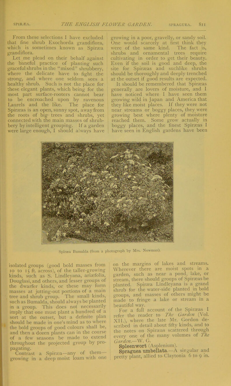 From these selections I have excluded that fine shrub Exochorda grandiflora, which is sometimes known as Spiraea grandiflora. Let me plead on their behalf against the baneful practice of planting such graceful shrubs in the “mixed” shrubbery, where the delicate have to fight the strong, and where one seldom sees a healthy shrub. Such is not the place for these elegant plants, which being for the most part surface-rooters cannot bear to be encroached upon by ravenous Laurels and the like. The place for Spineas is an open, sunny spot, away from the roots of big- trees and shrubs, yet connected with the main masses of shrub- bery by intelligent grouping. If a garden were large enough, I should always have growing in a poor, gravelly, or sandy soil. One would scarcely at first think they were of the same kind. The fact is, shrubs and ornamental trees require cultivating in order to get their beauty. Even if the soil is good and deep, the site for Spiraeas and suchlike shrubs should be thoroughly and deeply trenched at the outset if good results are expected. It should be remembered that Spiraeas generally are lovers of moisture, and I have noticed where I have seen them growing wild in Japan and America that they like moist places. If they were not near streams or boggy places, they were growing best where plenty of moisture I reached them. Some grow actually in boggy places, and the finest Spiraeas I have seen in English gardens have been Spirtea Bumalda (from a photograph by Mrs. Newman). isolated groups (good bold masses from io to 15 ft. across), of the taller-growing kinds, such as S. Lindleyana, ariaefolia, Douglasi, and others, and lesser groups of the dwarfer kinds, or these may form masses at jutting-out portions of a main tree and shrub group. The small kinds, such as Bumalda, should always be planted in a group. This does not necessarily imply that one must plant a hundred of a sort at the outset, but a definite plan I should be made in one’s mind as to where the bold groups of good colours shall be, and then a dozen plants can in the course of a few seasons be made to extend throughout the projected group by pro- pagating. Contrast a Spiraea—any of them— growing in a deep moist loam with one on the margins of lakes and streams. Wherever there are moist spots in a garden, such as near a pond, lake, or stream, there should groups of Spiraeas be planted. Spiraea Lindleyana is a grand shrub for the water-side planted in bold groups, and masses of others might be made to fringe a lake or stream in a beautiful way. For a full account of the Spiraeas I refer the reader to The Garden (Vol. XII.), where the late Mr. Gordon de- scribed in detail about fifty kinds, and to the notes on Spineas scattered through every one of the many volumes of The Garden.—W. G. Spleenwort (Asplenium). Spraguea umbellata. A singular and pretty plant, allied to Claytonia 6 to 9 in.