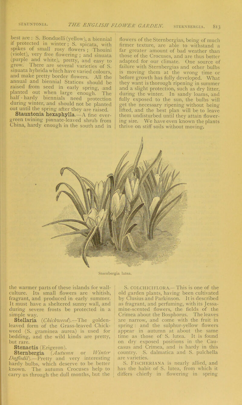STERNRERGIA. Sl3 best are : S. Bonduelli (yellow), a biennial if protected in winter ; S. spicata, with spikes of small rosy flowers ; Thouini (violet), very free flowering; and sinuata (purple and white), pretty, and easy to grow. There are several varieties of S. sinuata hybrida which have varied colours, and make pretty border flowers. All the annual and biennial Statices should be raised from seed in early spring, and planted out when large enough. The half - hardy biennials  need protection during winter, and should not be planted out until the spring after they are raised. Stauntonia hexaphylla.—A fine ever- green twining pinnate-leaved shrub from China, hardy enough in the south and in flowers of the Sternbergias, being of much firmer texture, are able to withstand a far greater amount of bad weather than those of the Crocuses, and are thus better adapted for our climate. One source of failure with Sternbergias and other bulbs is moving them at the wrong time or before growth has fully developed. What they want is thorough ripening in summer and a slight protection, such as dry litter, during the winter. In sandy loams, and fully exposed to the sun, the bulbs will get the necessary ripening without being lifted, and the best plan will be to leave them undisturbed until they attain flower- ing size. We have even known the plants thrive on stiff soils without moving. Sternbergia lutea. the warmer parts of these islands for wall- culture. Its small flowers are whitish, fragrant, and produced in early summer. It must have a sheltered sunny wall, and during severe frosts be protected in a simple way. Stellaria (duckweed).—The golden- leaved form of the Grass-leaved Chick- weed (S. graminea aurea) is used for bedding, and the wild kinds are pretty, but rare. Stenactis (Erigeron). Sternbergia (Autumn or Winter Daffodil).—Pretty and very interesting hardy bulbs, which deserve to be better known. The autumn Crocuses help to carry us through the dull months, but the S. COLCHICIFLORA.— This is one of the old garden plants, having been cultivated by Clusius and Parkinson. It is described as fragrant, and perfuming, with its Jessa- mine-scented flowers, the fields of the Crimea about the Bosphorus. The leaves are narrow, and come with the fruit in spring: and the sulphur-yellow flowers appear in autumn at about the same time as those of S. lutea. It is found on dry exposed positions in the Cau- casus and Crimea, and is hardy in this country. S. dalmatica and S. pulchella tire varieties. S. FISCHERIANA is nearly allied, and has the habit of S. lutea, from which it differs chiefly in flowering in spring