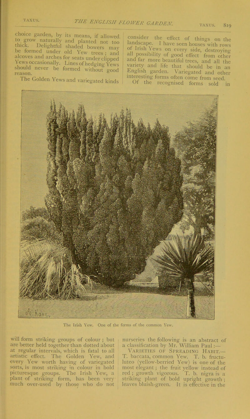 taxus. 819 choice garden, by to grow naturally thick. Delightful be formed under alcoves and arches Yews occasionally, should never be reason. The Golden Yew its means, if allowed and planted not too shaded bowers may old Yew trees ; and for seats under clipped Lines of hedging Yews formed without good ■'s and variegated kinds consider the effect of things on the landscape. I have seen houses with rows of Irish Yews on every side, destroying all possibility of good effect from other and far more beautiful trees, and all the variety and life that should be in an English garden. Variegated and other interesting forms often come from seed. Of the recognised forms sold in The Irish Yew. One of the forms of the common Yew. will form striking groups of colour ; but are better held together than dotted about at regular intervals, which is fatal to all artistic effect. The Golden Yew, and every Yew worth having of variegated sorts, is most striking in colour in bold picturesque groups. The Irish Yew, a plant of striking form, has been very much over-used by those who do not nurseries the following is an abstract of a classification by Mr. William Paul:— Varieties of Spreading Habit.— T. baccata, common Yew. T. b. fructu- luteo (yellow-berried Yew) is one of the most elegant; the fruit yellow' instead of red ; growth vigorous. T. b. nigra is a striking plant of bold upright growth ; leaves bluish-green. It is effective in the