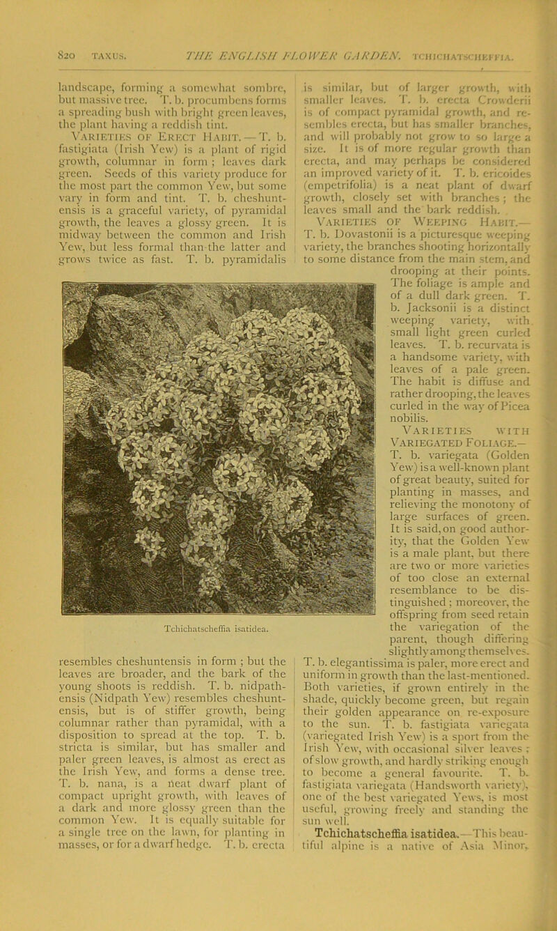 landscape, forming a somewhat sombre, but massive tree. T. b. procumbens forms a spreading bush with bright green leaves, the plant having a reddish tint. Varieties of Erect Habit. — T. b. fastigiata (Irish Yew) is a plant of rigid growth, columnar in form ; leaves dark green. Seeds of this variety produce for the most part the common Yew, but some vary in form and tint. T. b. cheshunt- ensis is a graceful variety, of pyramidal growth, the leaves a glossy green. It is midway between the common and Irish Yew, but less formal than-the latter and grows twice as fast. T. b. pyramidalis resembles cheshuntensis in form ; but the leaves are broader, and the bark of the young shoots is reddish. T. b. nidpath- ensis (Nidpath Yew) resembles cheshunt- ensis, but is of stiffer growth, being columnar rather than pyramidal, with a disposition to spread at the top. T. b. stricta is similar, but has smaller and paler green leaves, is almost as erect as the Irish Yew, and forms a dense tree. T. b. nana, is a heat dwarf plant of compact upright growth, with leaves of a dark and more glossy green than the common Yew. It is equally suitable for a single tree on the lawn, for planting in masses, or for a dwarf hedge. T. b. crccta is similar, but of larger growth, with smaller leaves. T. b. erecta Crowderii is of compact pyramidal growth, and re- sembles erecta, but has smaller branches, and will probably not grow to so large a size. It is of more regular growth than erecta, and may perhaps be considered an improved variety of it. T. b. ericoides (empetrifolia) is a neat plant of dwarf growth, closely set with branches; the leaves small and the bark reddish. Varieties of Weeping Habit.— T. b. Dovastonii is a picturesque weeping variety, the branches shooting horizontally to some distance from the main stem, and drooping at their points. The foliage is ample and of a dull dark green. T. b. Jacksonii is a distinct weeping variety, with small light green curled leaves. T. b. recurvata is a handsome variety, with leaves of a pale green. The habit is diffuse and rather drooping, the leaves curled in the way of Picea nobilis. Varieties with Variegated Foliage.— T. b. variegata (Golden Yew) is a well-known plant of great beauty, suited for planting in masses, and relieving the monotony of large surfaces of green. It is said,on good author- ity, that the Golden Yew is a male plant, but there are two or more varieties of too close an external resemblance to be dis- tinguished ; moreover, the offspring from seed retain the variegation of the parent, though differing slightly among themselves. T. b. elegantissima is paler, more erect and uniform in growth than the last-mentioned. Both varieties, if grown entirely in the shade, quickly become green, but regain their golden appearance on re-exposure to the sun. T. b. fastigiata variegata (variegated Irish Yew) is a sport from the Irish Yew, with occasional silver leaves : of slow growth, and hardly striking enough to become a general favourite. T. b. fastigiata variegata (Handsworth variety . one of the best variegated Yews, is most useful, growing freely and standing the sun well. Tchicliatscheffia isatidea,—This beau- tiful alpine is a native of Asia Minor, Tchichatscheffia isatidea.