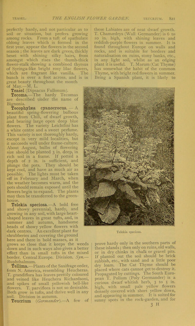 perfectly hardy, and not particular as to soil or situation, but prefers growing among rocks. From a tuft of spathulate oblong leaves which is formed in the first year, appear the flowers in the second season ; the leaves are dark green, thickly beset with shining silky hairs, from amongst which rises the thumb-thick flower-stalk showing a combined thyrsus of Syringa-like bright rosy lilac flowers, which are fragrant like vanilla. The bunch is over a foot across, and is in great beauty throughout the month of May.—M. L. Teasel (Dipsacus Fullonum). Tecoma.—The hardy Tecomas are described tinder the name of Bignonia. Tecophylaea cyanocroeus. — A beautiful spring-flowering bulbous plant from Chili, of dwarf growth, and bearing large open deep blue flowers. The variety Leichtlini has a white centre and a sweet perfume. This variety is not thoroughly hardy, except in very mild localities, but it succeeds well under frame-culture. About August, bulbs of flowering size should be planted 3 in. deep, in rich soil in a frame. If potted a depth of 2 in. is sufficient, and plunge the pots. They should be kept cool, and have as much air as possible. The lights must be taken off in February and March, when the weather becomes warm, and the pots should remain exposed until the flowers begin to expand. The plants may then be transferred to the green- house. Telekia speciosa.—A bold free and showy perennial, hardy, and growing in any soil, with large heart- shaped leaves in great tufts, and, in summer and autumn, handsome heads of showy yellow flowers with dark centres. An excellent plant for shrubberies and covering the ground here and there in bold masses, as it grows so close that it keeps the weeds down and in such ways also gives a better effect than in small tufts in the mixed border. Central Europe. Division. Syn.— Buphthalmum. Tellima.—Plants of the Saxifrage order, from N. America, resembling Heucheras. T. grandiflora has leaves prettily coloured and veined like Heuchcra Richardsoni, j and spikes of small yellowish bell-like flowers. T. parviflora is not so desirable. Both grow in tufts, and thrive well in any soil. Division in autumn. Teucrium {Germander).—A few of these Labiates are of neat dwarf growth. T. Chamaxlrys (Wall Germander) is 6 to 10 in. high, with shining leaves and reddish-purple flowers in summer. It is found throughout Europe on walls and rocks, and is suitable for borders and naturalisation on ruins, stony banks, etc., in any light soil, whilst as an edging plant it is useful. T. Marum (Cat Thyme) has somewhat the habit of the common Thyme, with bright red flowers in summer. Being a Spanish plant, it is likely to prove hardy only in the southern parts of these islands ; then only on ruins, old walls, or in dry chinks in chalk or gravel pits. If planted out the soil should be brick rubbish, etc., with sand and a little poor dry loam. The Cat Thyme should be placed where cats cannot get to destroy it. Propagated by cuttings. The South Euro- pean T. Polium (Poly Germander) is a curious dwarf whitish herb, 3 to 5 in. high, with small pale yellow flowers densely covered with short yellow down, and appearing in summer. It is suited for sunny spots in the rock-garden, and for 3 H Telekia speciosa.