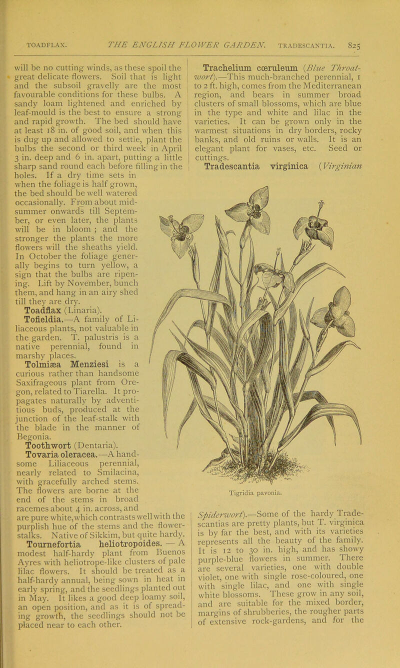 will be no cutting winds, as these spoil the • great delicate flowers. Soil that is light and the subsoil gravelly are the most favourable conditions for these bulbs. A sandy loam lightened and enriched by leaf-mould is the best to ensure a strong and rapid growth. The bed should have at least 18 in. of good soil, and when this is dug up and allowed to settle, plant the bulbs the second or third week in April 3 in. deep and 6 in. apart, putting a little sharp sand round each before filling in the holes. If a dry time sets in when the foliage is half grown, the bed should be well watered occasionally. From about mid- summer onwards till Septem- ber, or even later, the plants will be in bloom ; and the stronger the plants the more flowers will the sheaths yield. In October the foliage gener- ally begins to turn yellow, a sign that the bulbs are ripen- ing. Lift by November, bunch them, and hang in an airy shed till they are dry. Toadflax (Linaria). Tofieldia.—A family of Li- liaceous plants, not valuable in the garden. T. palustris is a native perennial, found in marshy places. Tolmisea Menziesi is a curious rather than handsome Saxifrageous plant from Ore- gon, related to Tiarclla. It pro- pagates naturally by adventi- tious buds, produced at the junction of the leaf-stalk with the blade in the manner of Begonia. Tooth wort (Dentaria). Tovaria oleracea.—A hand- some Liliaceous perennial, nearly related to Smilacina, with gracefully arched stems. The flowers are borne at the end of the stems in broad racemes about 4 in. across, and are pure white,which contrasts well with the purplish hue of the stems and the flower- stalks. Native of Sikkim, but quite hardy. Tournefortia heliotropoides. — A modest half-hardy plant from Buenos Ayres with heliotrope-like clusters of pale lilac flowers. It should be treated as a half-hardy annual, being sown in heat in early spring, and the seedlings planted out in May. It likes a good deep loamy soil, an open position, and as it is of spread- ing growth, the seedlings should not be placed near to each other. Trachelium coeruleum (Blue Throat- wort).—This much-branched perennial, 1 to 2 ft. high, comes from the Mediterranean region, and bears in summer broad clusters of small blossoms, which are blue in the type and white and lilac in the varieties. It can be grown only in the warmest situations in dry borders, rocky banks, and old ruins or walls. It is an elegant plant for vases, etc. Seed or cuttings. Tradescantia virginica (Virginian Spiderwort).—Some of the hardy Trade- scantias are pretty plants, but T. virginica is by far the best, and with its varieties represents all the beauty of the family. It is 12 to 30 in. high, and has showy purple-blue flowers in summer. There are several varieties, one with double violet, one with single rose-coloured, one with single lilac, and one with single white blossoms. These grow in any soil, and are suitable for the mixed border, margins of shrubberies, the rougher parts of extensive rock-gardens, and for the Tigridia pavonia.