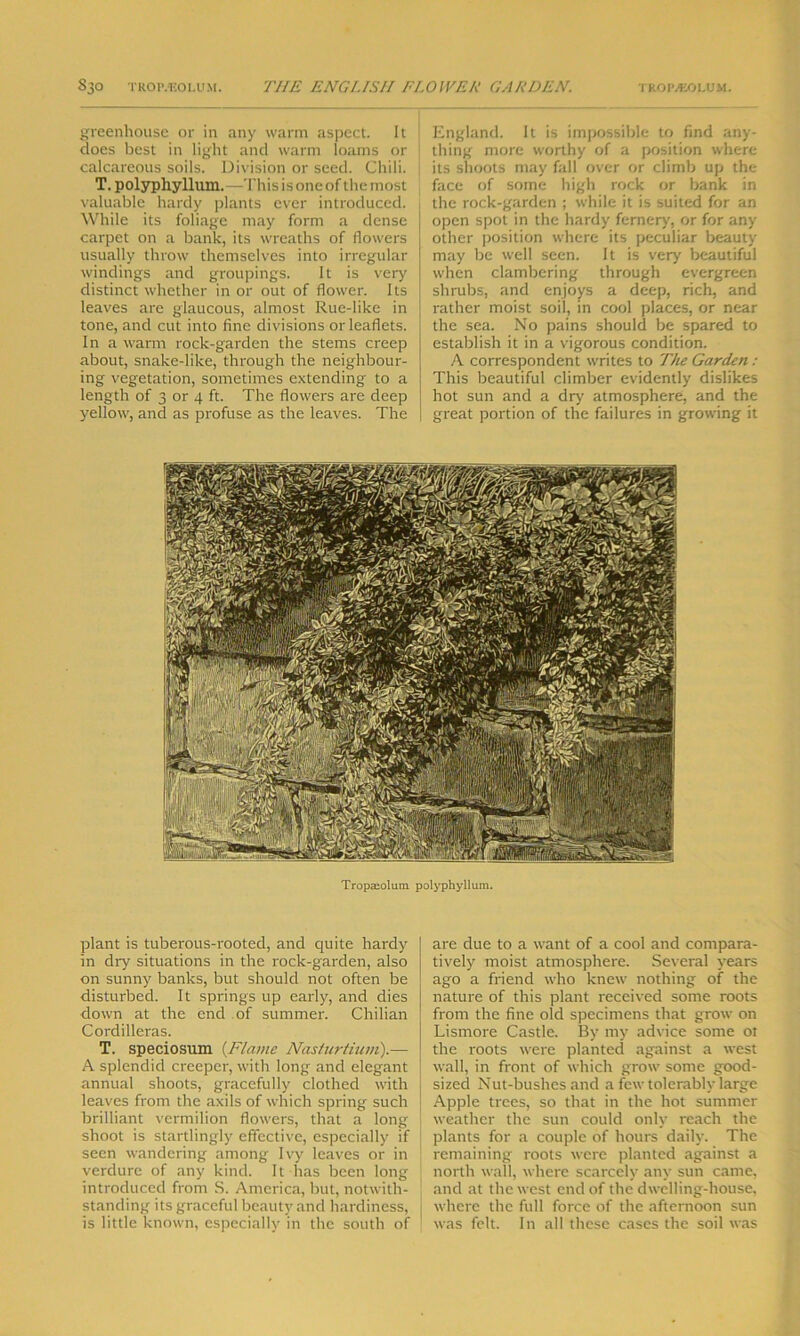 greenhouse or in any warm aspect. It does best in light and warm loams or calcareous soils. Division or seed. Chili. T. polyphyllum. —This is one of the most valuable hardy plants ever introduced. While its foliage may form a dense carpet on a bank, its wreaths of flowers usually throw themselves into irregular windings and groupings. It is very distinct whether in or out of flower. Its leaves are glaucous, almost Rue-like in tone, and cut into fine divisions or leaflets. In a warm rock-garden the stems creep about, snake-like, through the neighbour- ing vegetation, sometimes extending to a length of 3 or 4 ft. The flowers are deep yellow, and as profuse as the leaves. The I England. It is impossible to find any- j thing more worthy of a position where its shoots may fall over or climb up the face of some high rock or bank in the rock-garden ; while it is suited for an open spot in the hardy fernery, or for any other position where its peculiar beauty may be well seen. It is very beautiful when clambering through evergreen shrubs, and enjoys a deep, rich, and rather moist soil, in cool places, or near the sea. No pains should be spared to establish it in a vigorous condition. A correspondent writes to The Garden: This beautiful climber evidently dislikes hot sun and a dry atmosphere, and the great portion of the failures in growing it Tropaeolum polyphyllum. plant is tuberous-rooted, and quite hardy in dry situations in the rock-garden, also on sunny banks, but should not often be disturbed. It springs up early, and dies down at the end of summer. Chilian Cordilleras. T. speciosum {Flame Nasturtium).— A splendid creeper, with long and elegant annual shoots, gracefully clothed with leaves from the axils of which spring such brilliant vermilion flowers, that a long shoot is startlingly effective, especially if seen wandering among Ivy leaves or in verdure of any kind. It has been long introduced from S. America, but, notwith- standing its graceful beauty and hardiness, is little known, especially in the south of are due to a want of a cool and compara- tively moist atmosphere. Several years ago a friend who knew nothing of the nature of this plant received some roots from the fine old specimens that grow on Lismore Castle. By my advice some ot the roots were planted against a west wall, in front of which grow some good- sized Nut-bushes and a few tolerably large Apple trees, so that in the hot summer weather the sun could only reach the plants for a couple of hours daily. The remaining roots were planted against a north wall, where scarcely any sun came, and at the west end of the dwelling-house, where the full force of the afternoon sun was felt. In all these cases the soil was
