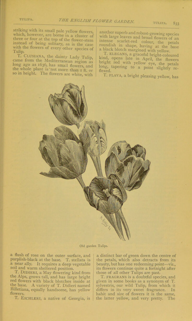 TULIPA. 833 another superb and robust-growing species with large leaves and broad flowers of an intense scarlet-red colour, the petals loundish in shape, haying at the base a black blotch margined with yellow. . ELEGANS, a graceful bright-coloured kind opens late in April, the flowers bright red with yellow eye, the petals long, tapering to a point slightly re- nexed. T. FLAVA, a bright pleasing yellow, has Old garden Tulips. sti iking with its small pale yellow flowers, which, however, are borne in a cluster of three or four at the top of the flower-stem instead of being solitary, as is the case with the flowers of every other species of Tulip. T. CLUSIANA, the dainty Lady Tulip, came from the Mediterranean region as long ago as 1636, has small flowers, and the whole plant is'not more than 1 ft. or so in height. The flowers are white, with a flush of rose on the outer surface, and purplish-black at the base. T. stellata is a near ally. It requires a deep vegetable soil and warm sheltered position. 1. Didieri, a May flowering kind from the Alps, grows tall, and has large bright red flowers with black blotches inside at the base. A variety of T. Didieri named Billetiana, equally handsome, has yellow flowers. T. Eichleri, a native of Georgia, is a distinct bar of green down the centre of the petals, which also detracts from its beauty, but has one redeeming point—viz., its flowers continue quite a fortnight after those of all other Tulips are past. T. FRAGRANS is a doubtful species, and given in some books as a synonym of T. sylvestris, our wild Tulip, from which it differs in its very sweet fragrance. In habit and size of flowers it is the same, the latter yellow, and very pretty. The