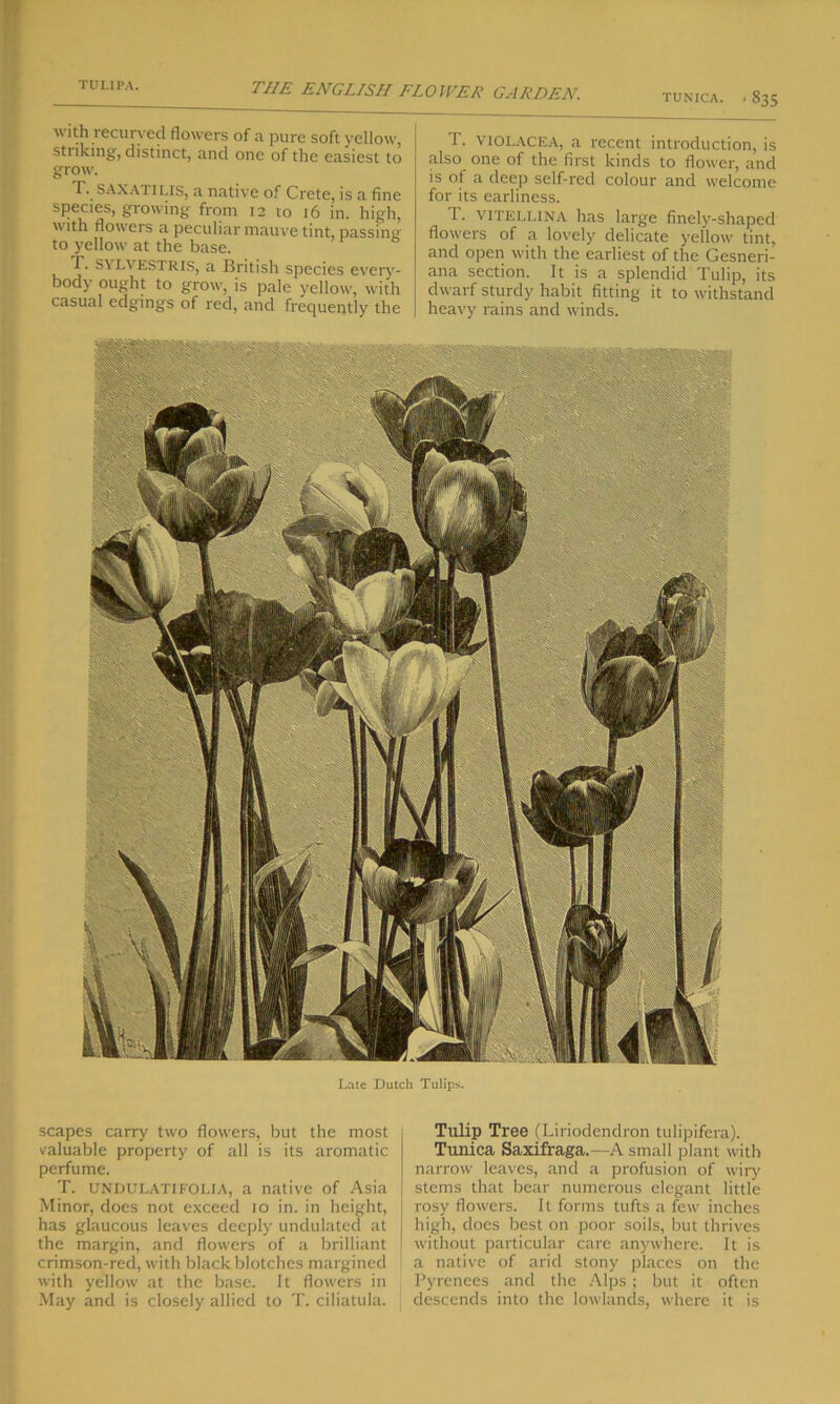 tunica. . 835 with recurved flowers of a pure soft yellow, striking, distinct, and one of the easiest to grow. T. sax ATI Lis, a native of Crete, is a fine species, growing from 12 10 16 in. high, with flowers a peculiar mauve tint, passing to yellow at the base. I\ S\LVESTRIS, a British species every- body ought to grow, is pale yellow, with casual edgings of red, and frequently the 1. violacea, a recent introduction, is also one of the first kinds to flower, and is of a deep self-red colour and welcome for its earliness. 1. vitellina has large finely-shaped flowers of a lovely delicate yellow tint, and open with the earliest of the Gesneri- ana section. It is a splendid Tulip, its dwarf sturdy habit fitting it to withstand heavy rains and winds. Late Dutch Tulips. scapes carry two flowers, but the most valuable property of all is its aromatic perfume. T. UNDULATIFOLIA, a native of Asia Minor, does not exceed 10 in. in height, has glaucous leaves deeply undulated at the margin, and flowers of a brilliant crimson-red, with black blotches margined with yellow at the base. It flowers in May and is closely allied to T. ciliatula. Tulip Tree (Liriodendron tulipifera). Tunica Saxifraga.—A small plant with narrow leaves, and a profusion of wiry stems that bear numerous elegant little rosy flowers. It forms tufts a few inches high, does best on poor soils, but thrives without particular care anywhere. It is a native of arid stony places on the Pyrenees and the Alps ; but it often descends into the lowlands, where it is
