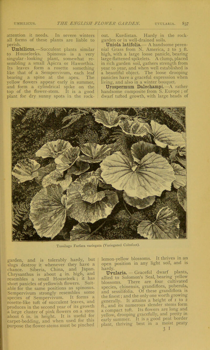 attention it needs. In severe winters all forms of these plants are liable to perish. Umbilicus.—Succulent plants similar to Houseleeks. Spinosus is a very singular - looking plant, somewhat re- sembling a small Apicra or Haworthia. Its leaves form a rosette something like that of a Sempervivum, each leaf bearing a spine at the apex. The yellow flowers appear early in summer, and form a cylindrical spike on the top of the flower-stem. It is a good plant for dry sunny spots in the rock- out. Kurdistan. Hardy in the rock- garden or in well-drained soils. Uniola latifolia.— A handsome peren- nial Grass from N. America, 2 to 3 ft. high, with a large loose panicle, bearing large flattened spikelets. A clump, placed in rich garden soil, gathers strength from year to year, and when well established is a beautiful object. The loose drooping panicles have a graceful expression when living, and also in a winter bouquet. Urospermum Dalechampi.—A rather handsome composite from S. Europe ; of dwarf tufted growth, with large heads of Tussilago Farfara variegata (Variegated Coltsfoot). garden, and is tolerably hardy, but slugs destroy it whenever they have a chance. SilDeria, China, and Japan. Chrysanthus is about 4 in. high, and resembles a small Houseleek ; it has short panicles of yellowish flowers. Suit- able for the same positions as spinosus. Sempervivum strongly resembles some species of Sempervivum. It forms a rosette-like tuft of succulent leaves, and produces in the second year of its growth a large cluster of pink flowers on a stem about 6 in. in height. It is useful for carpet-bedding, and when used for this purpose the flower-stems must be pinched lemon-yellow blossoms. It thrives in an open position in any light soil, and is hardy. Uvularia. — Graceful dwarf plants, allied to Solomon’s Seal, bearing yellow- blossoms. There are four cultivated species, chinensis, grandiflora, puberula, and sessilifolia. Of these grandiflora is the finest; and the only one worth growing generally. It attains a height of 1 to 2 ft., and its numerous slender stems form a compact tuft. Its flowers are long and yellow, drooping gracefully, and pretty in early summer. It is a good peat border plant, thriving best in a moist peaty 3 *